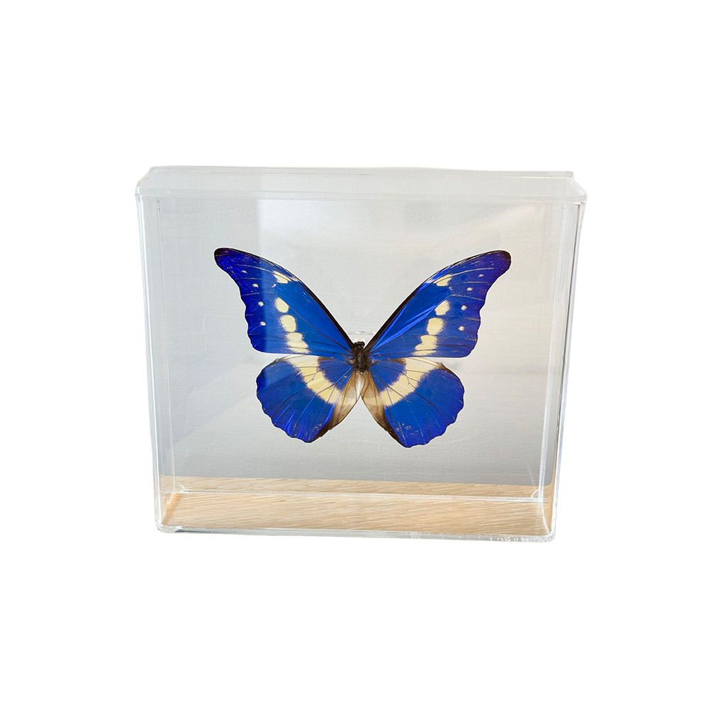 Acrylic Framed Morpho Helena Butterfly
