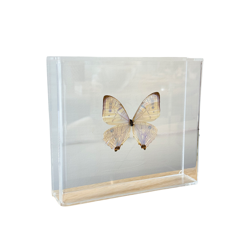 Butterfly_MorphoSulkowskyi1.png