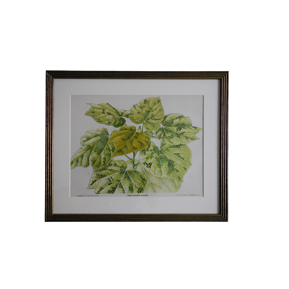 HorizontalBotanical5.png