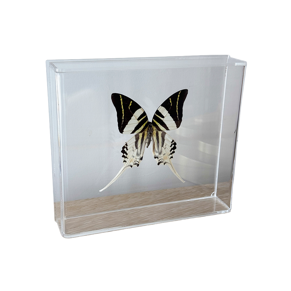 Butterfly_GiantSwordtail1.png