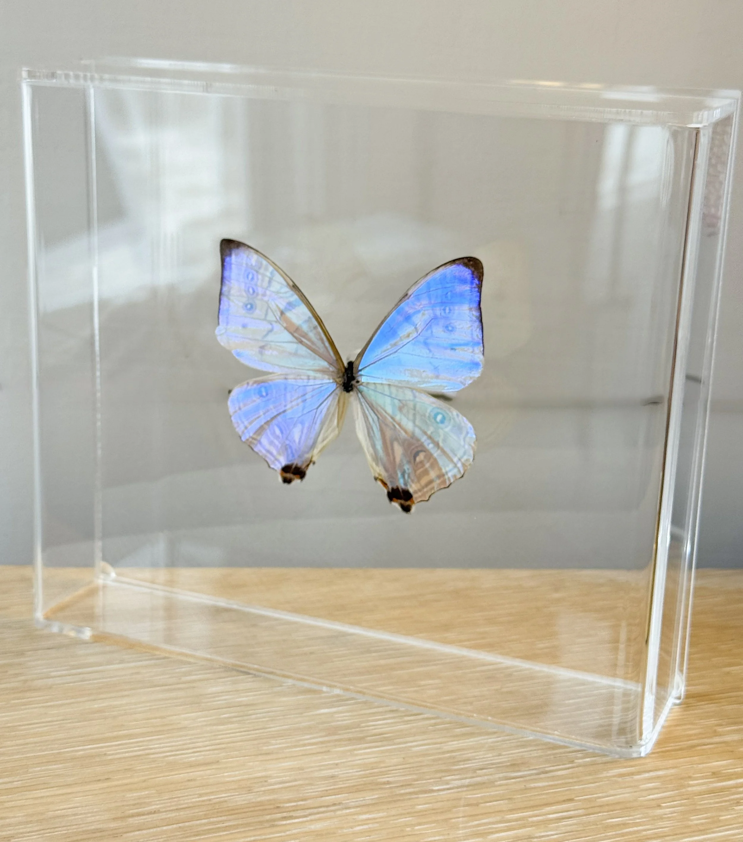 Butterfly_MorphoSulkowskyi3.jpg