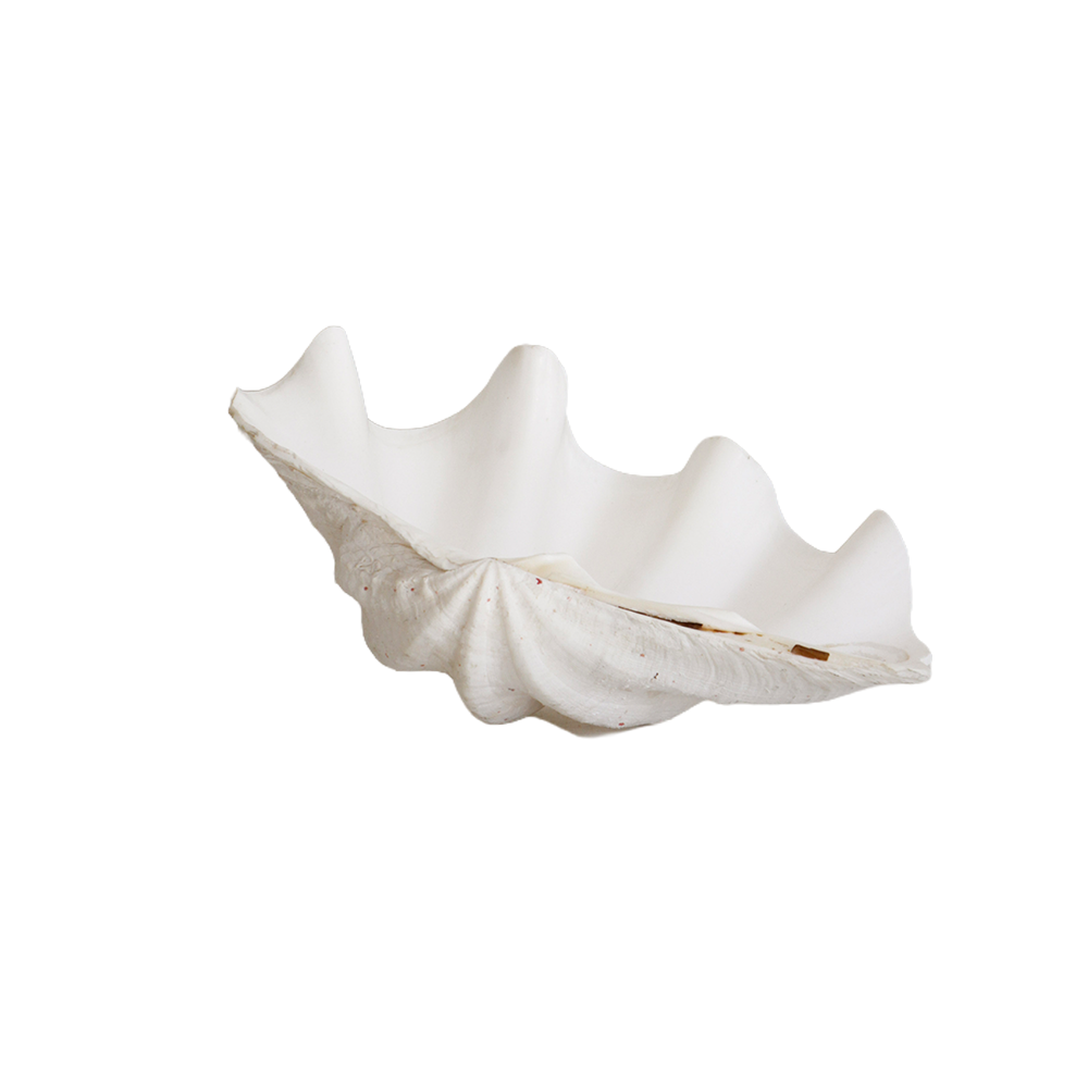 GigasClam1Back.png