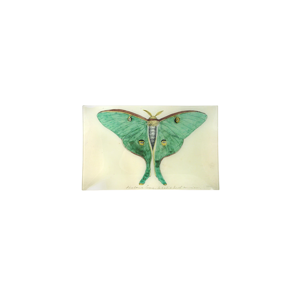 EyedGreenButterflyTray.png