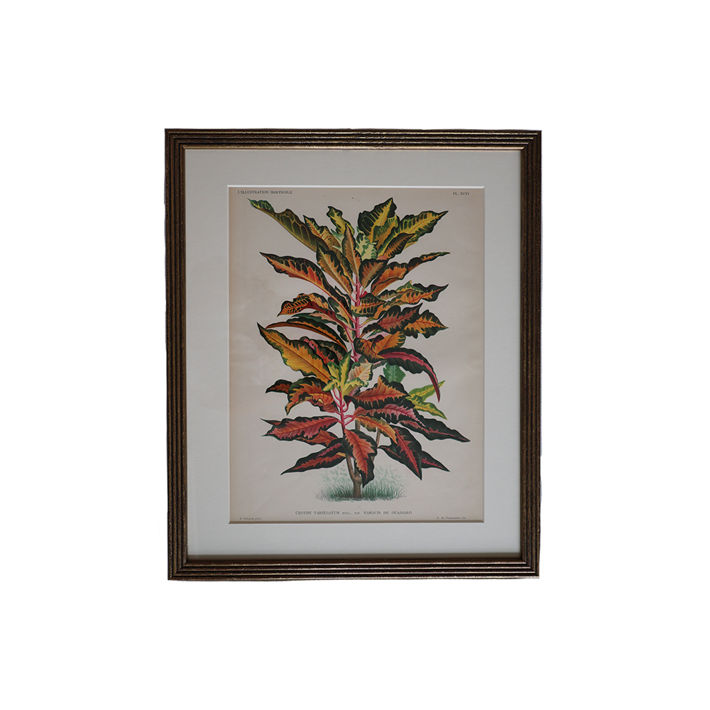 VintageBotancial6.png
