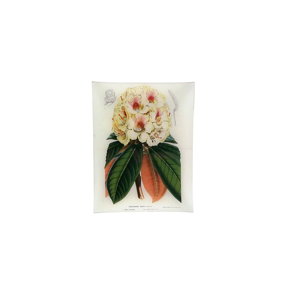 RhododendronTray.png