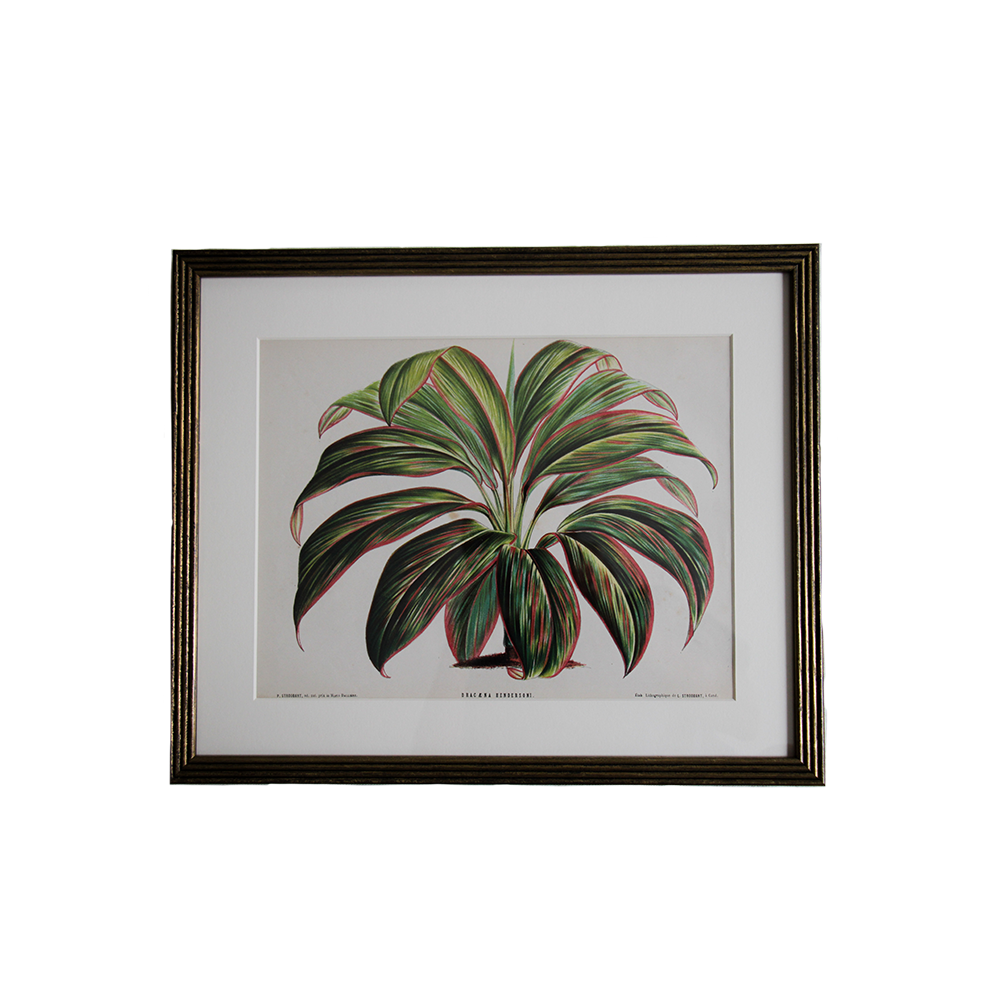 HorizontalBotanical2.png
