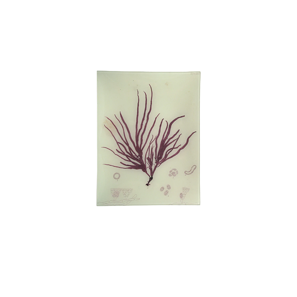 #6SeaweedTray.png