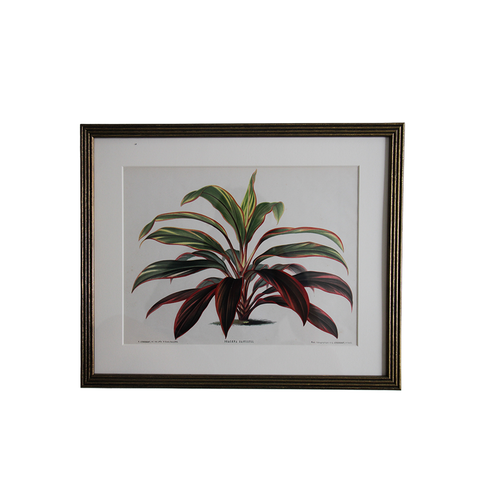 Late 19th C. Stroobant Chromolithograph Botanical Book Plates