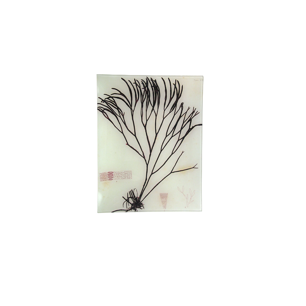 #30SeaweedTray.png