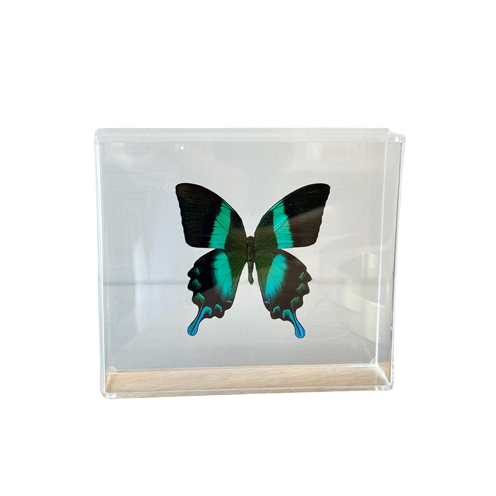 Acrylic Framed Peacock Swallowtail Butterfly