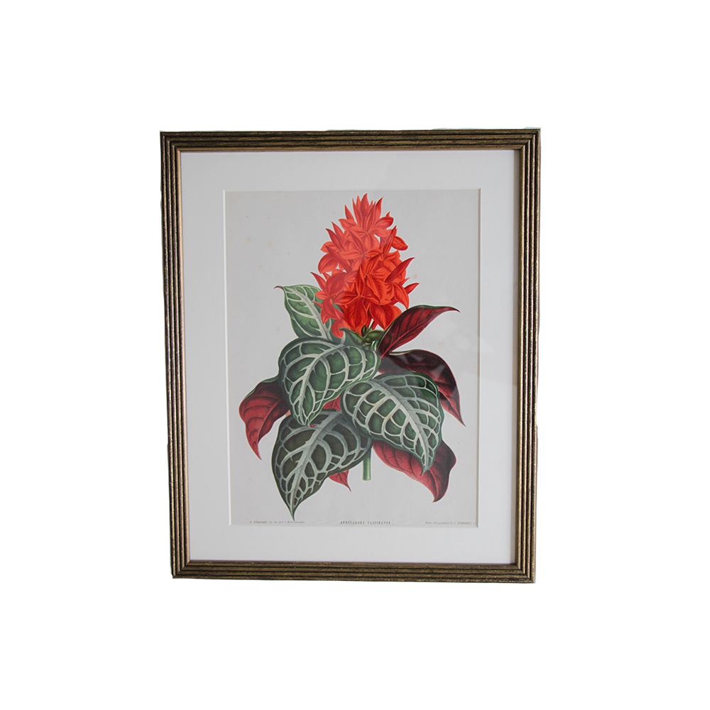 VerticalBotanical6.png