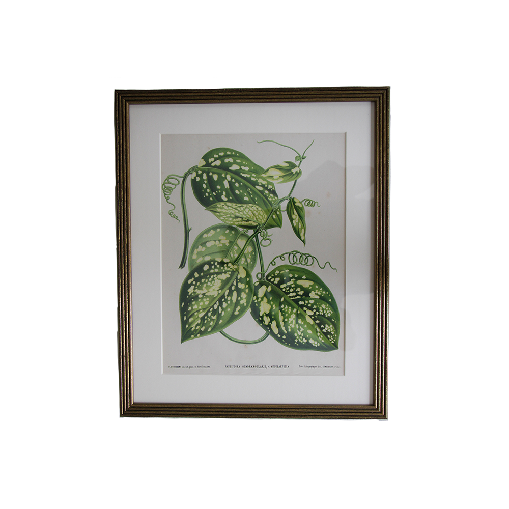 VerticalBotanical5.png