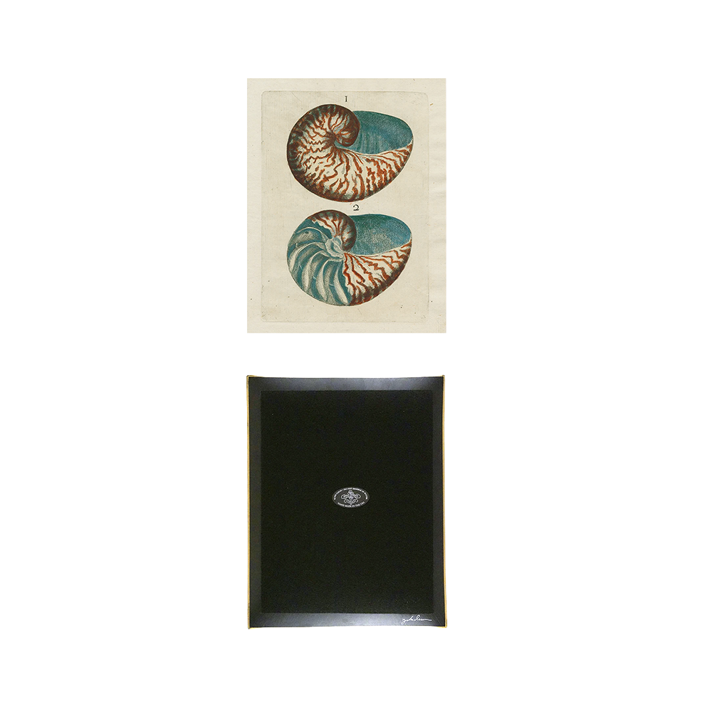 Shells1Tray_Bottom.png