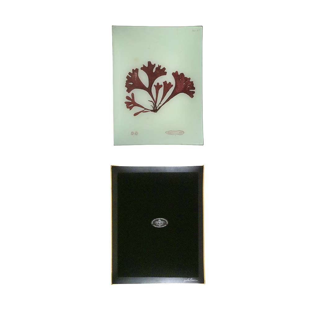 #14 Seaweed (XCIa) Tray