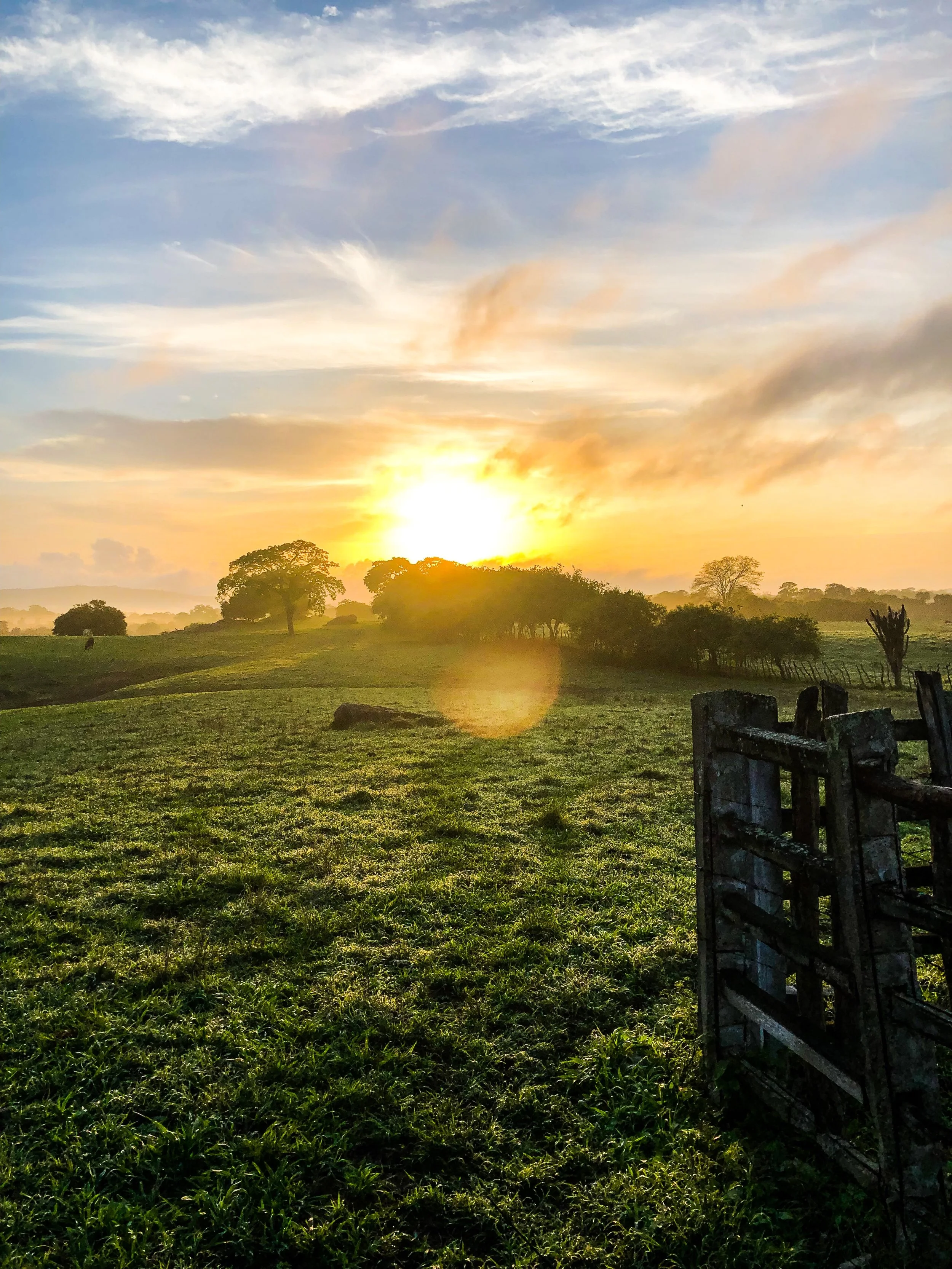 Article: What strategies are organisations adopting to support the transition towards net zero?
