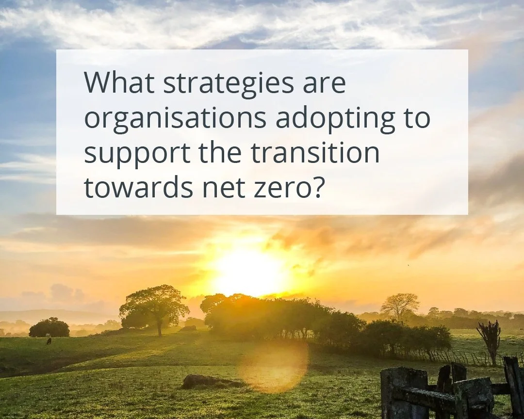 What+strategies+are+organisations+adopting+to+support+the+transition+towards+net+zero.jpg