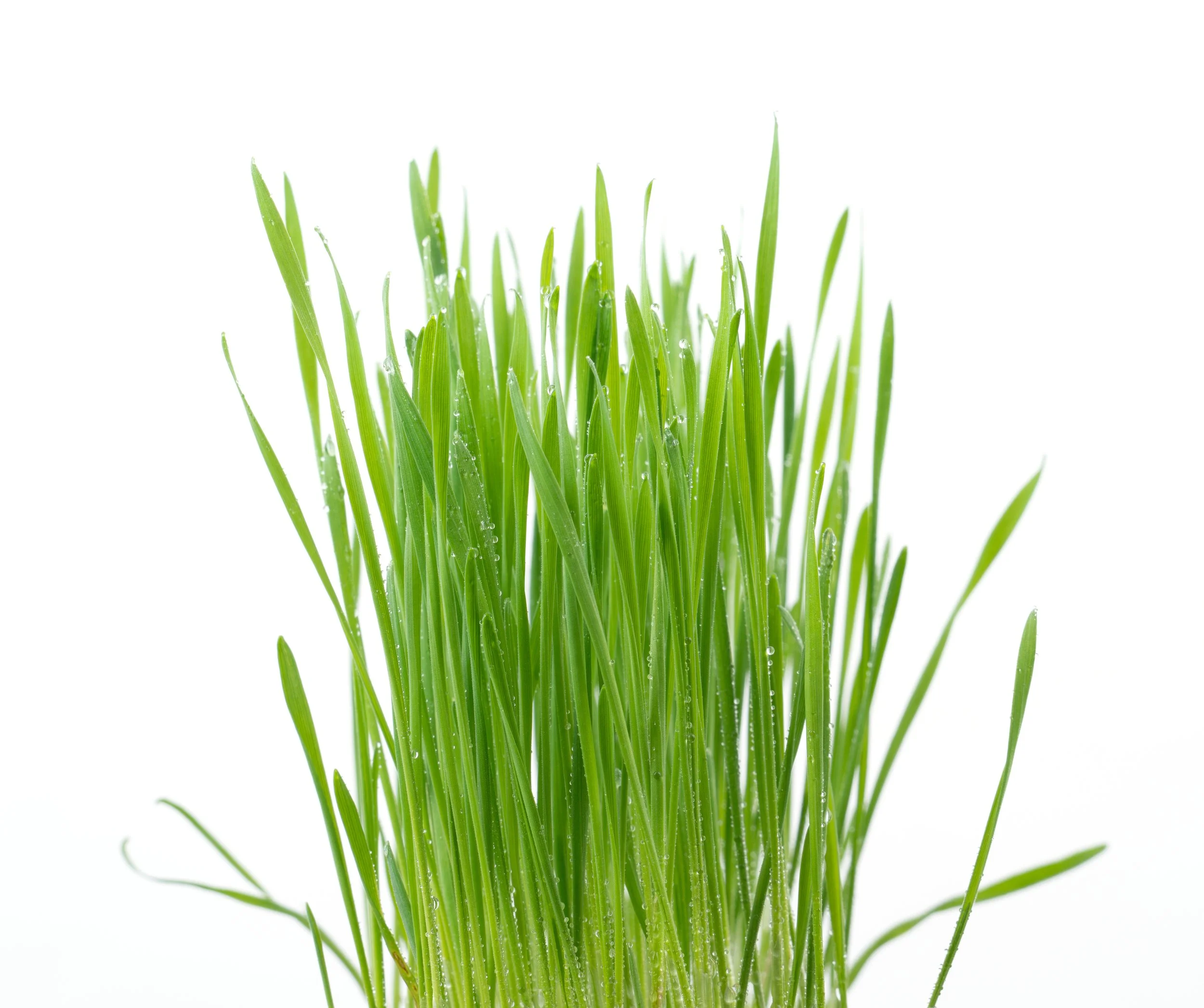 green-wheat-grass-isolated-on-white-background-2021-08-26-16-22-47-utc.jpg