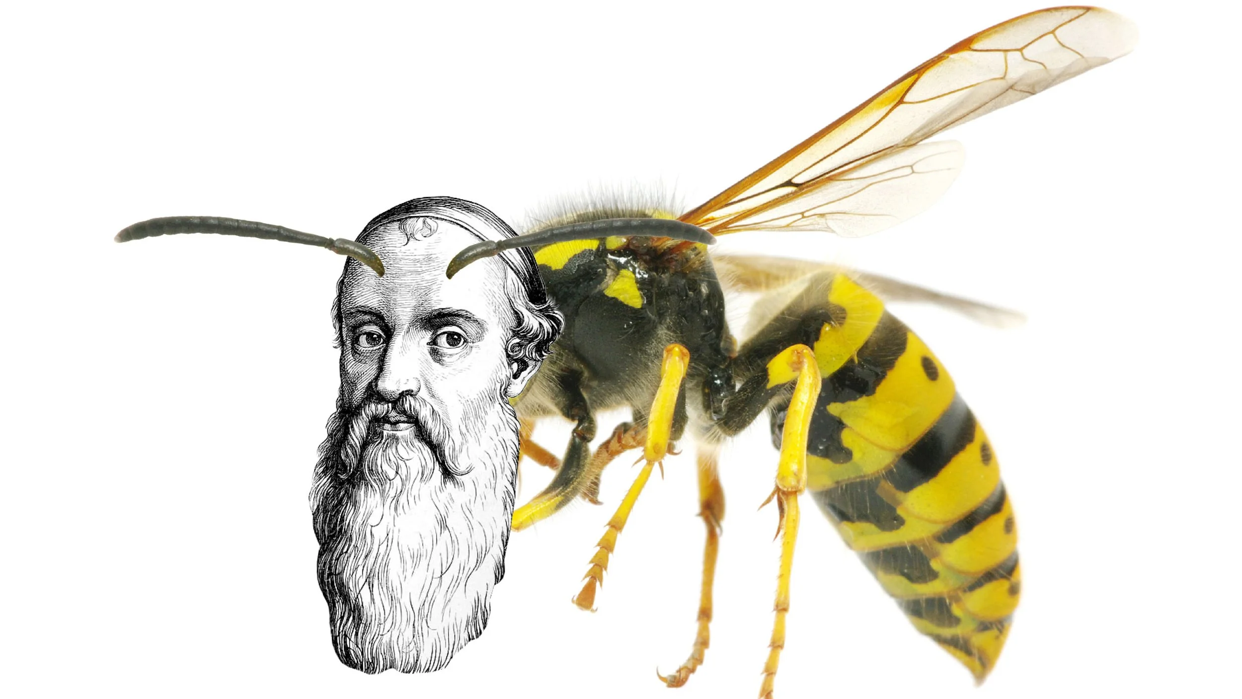 The Anabaptist and the wasp