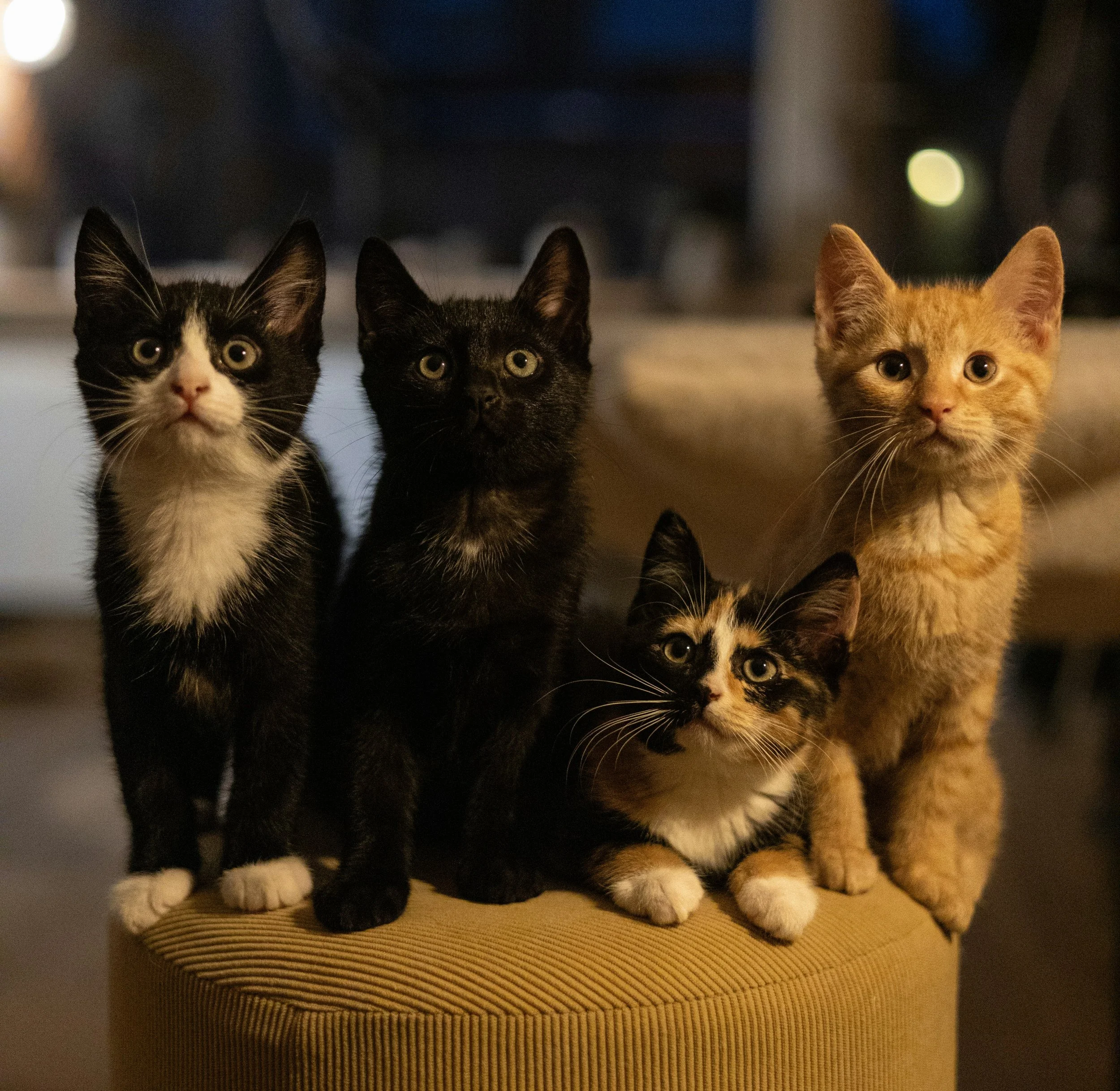 Libertarian cats and thoughts on freewill