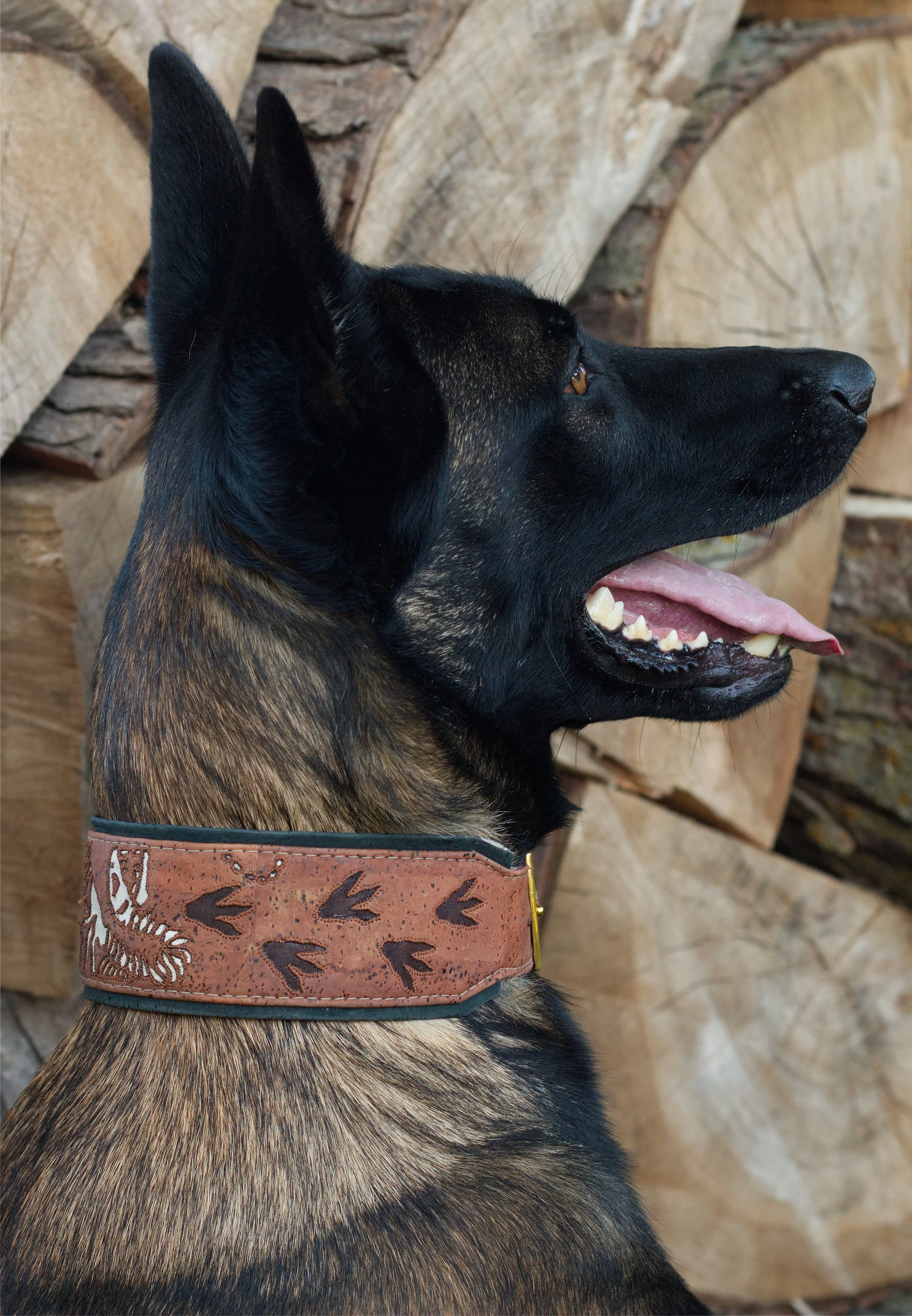Belgian Malinois wearing a velociraptor cork dog collar