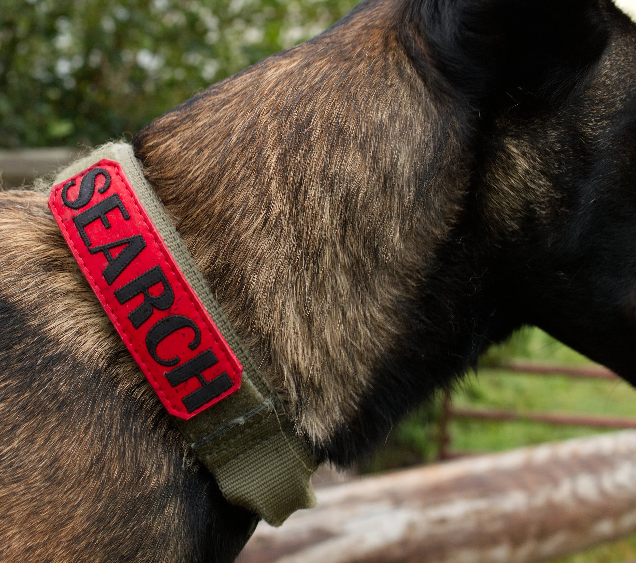 Cork SAR Patch Search Stitched Malinois.jpg