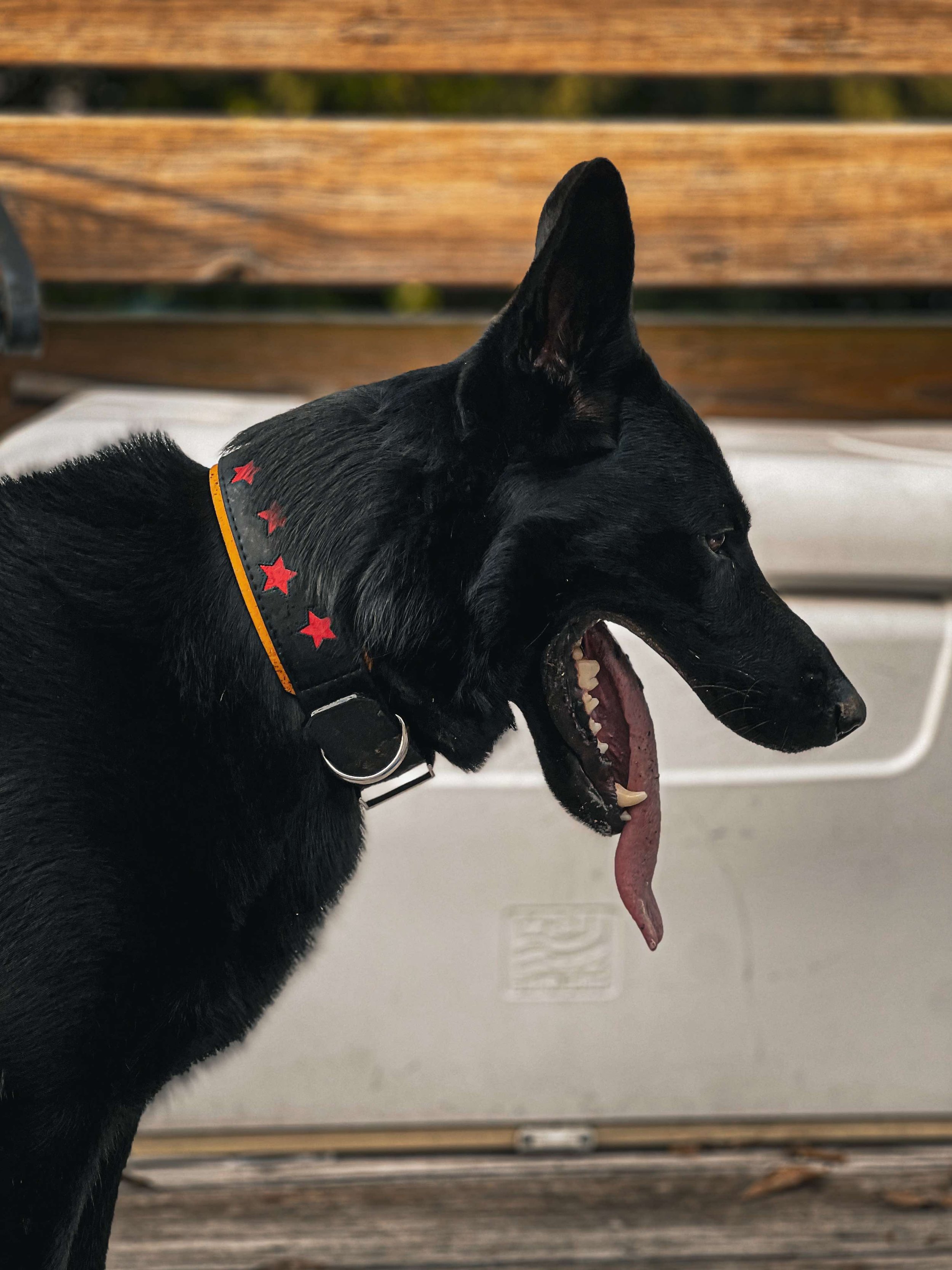Jiji - RDR2 - 2.jpeg