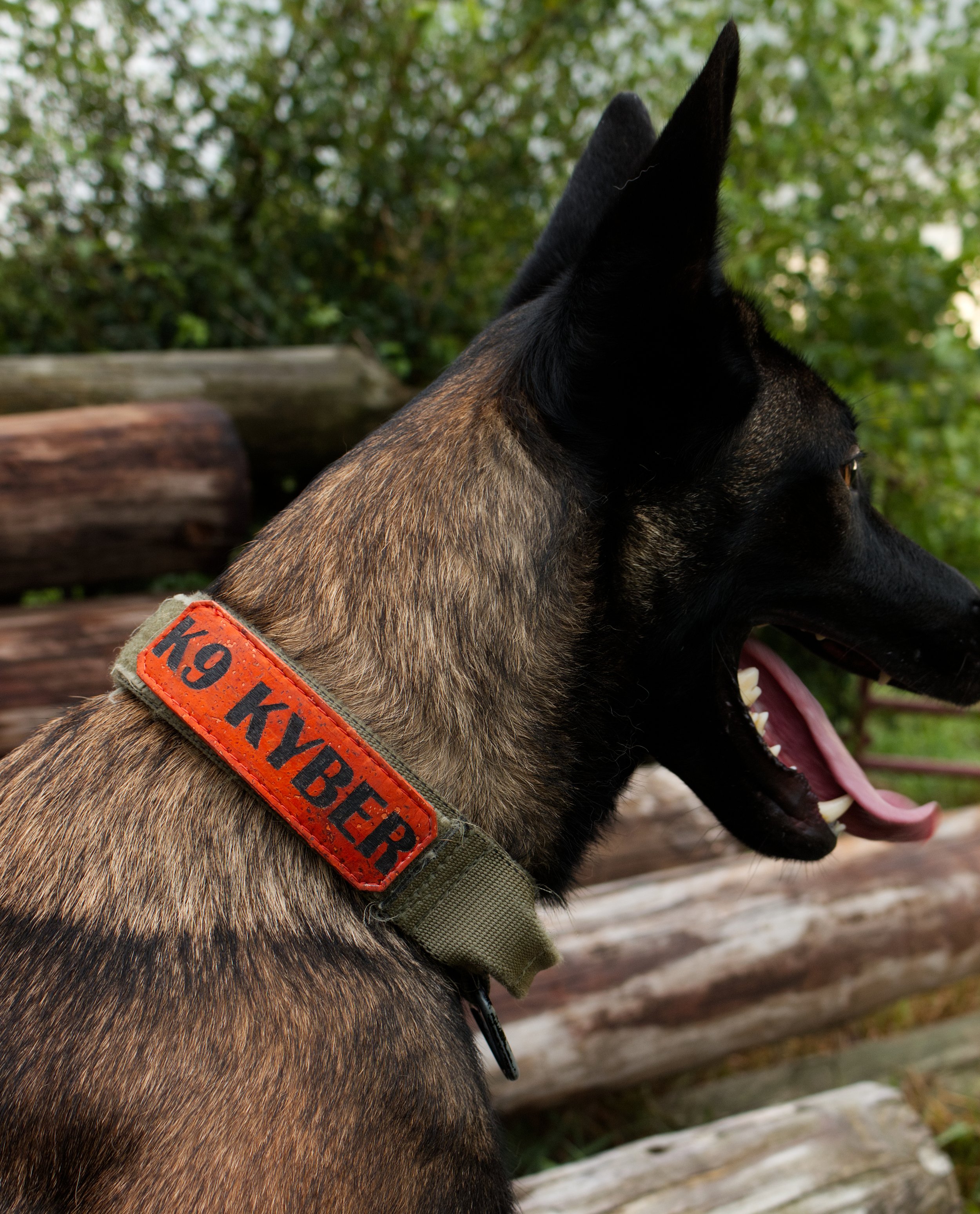 Cork SAR Patch Custom Malinois.jpg