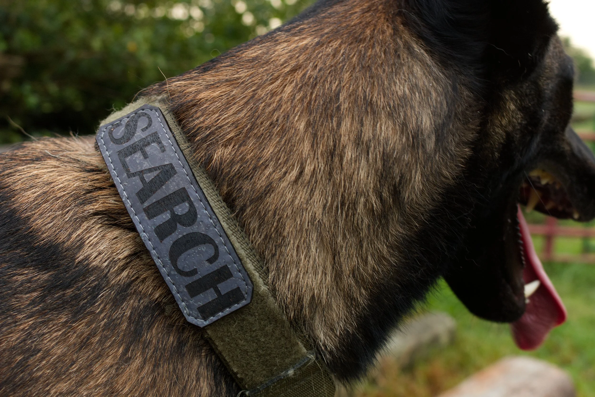 Cork SAR Patch Search Engraved Malinois.jpg