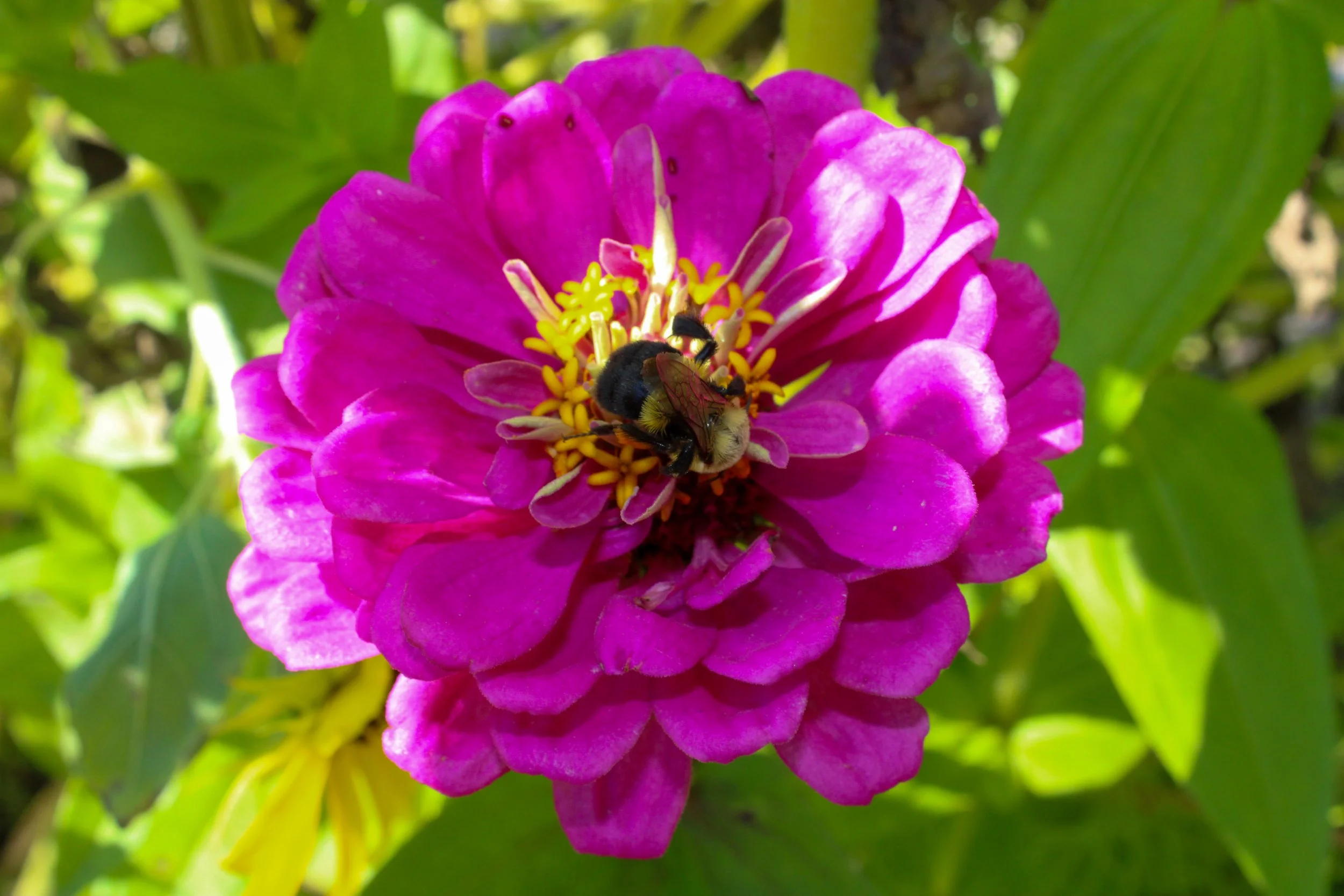 Close-up of a bright pink flower with a bee collecting nectar, surrounded by green foliage.