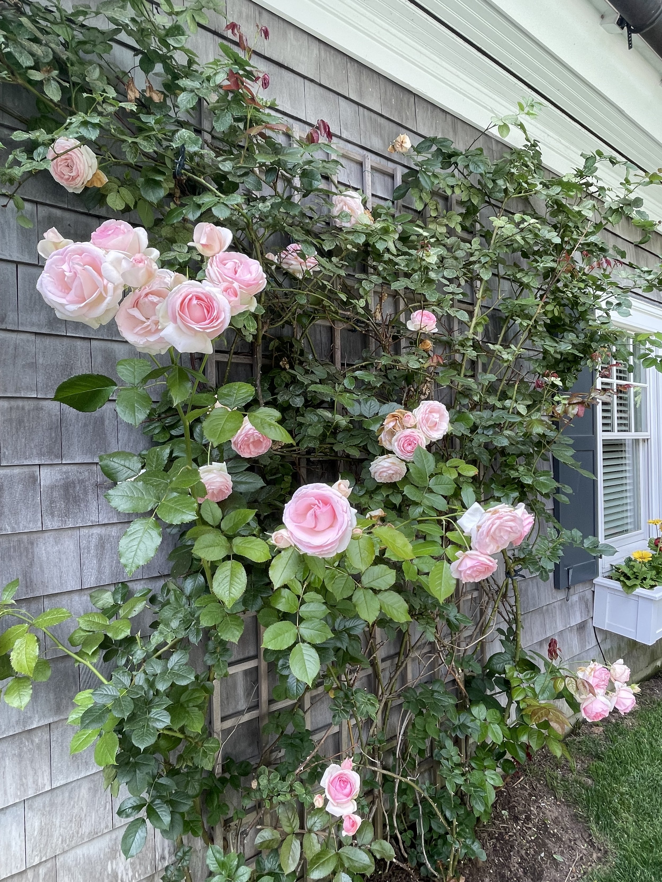 IMG_4698 GT roses.jpg