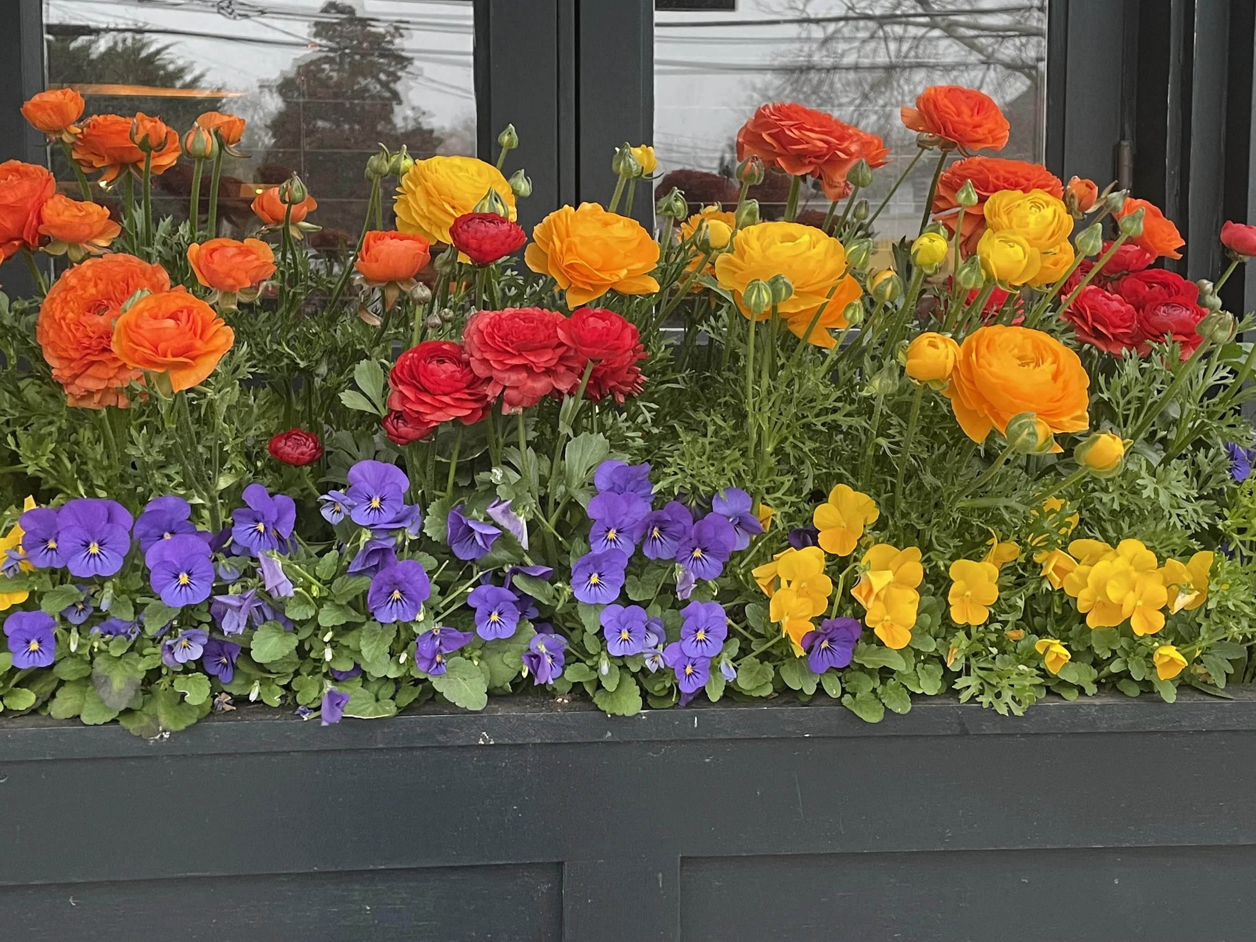 IMG_3163 window box.jpg