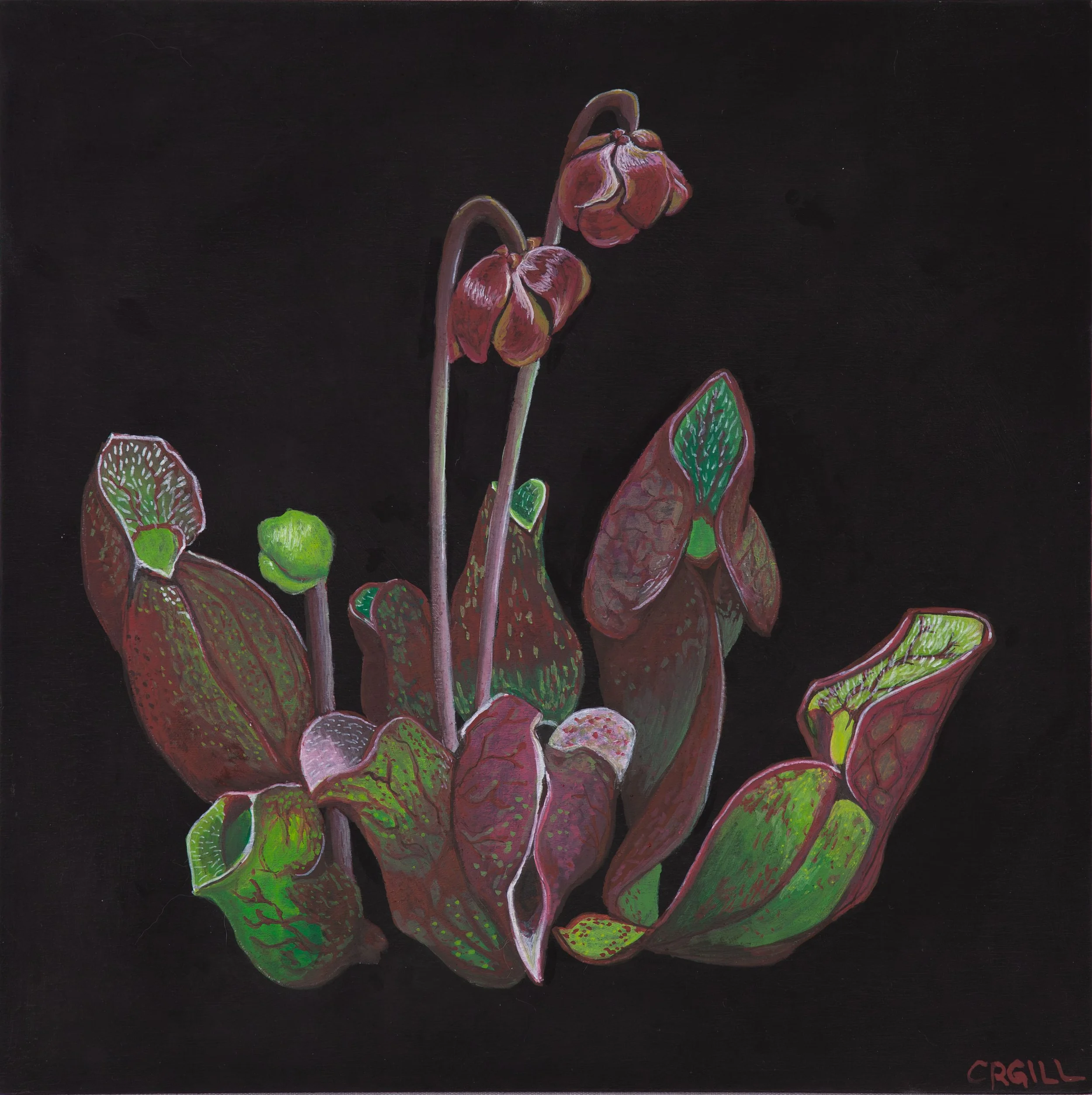 A cluster of pitcher plant leaves and flowers in various stages of life.