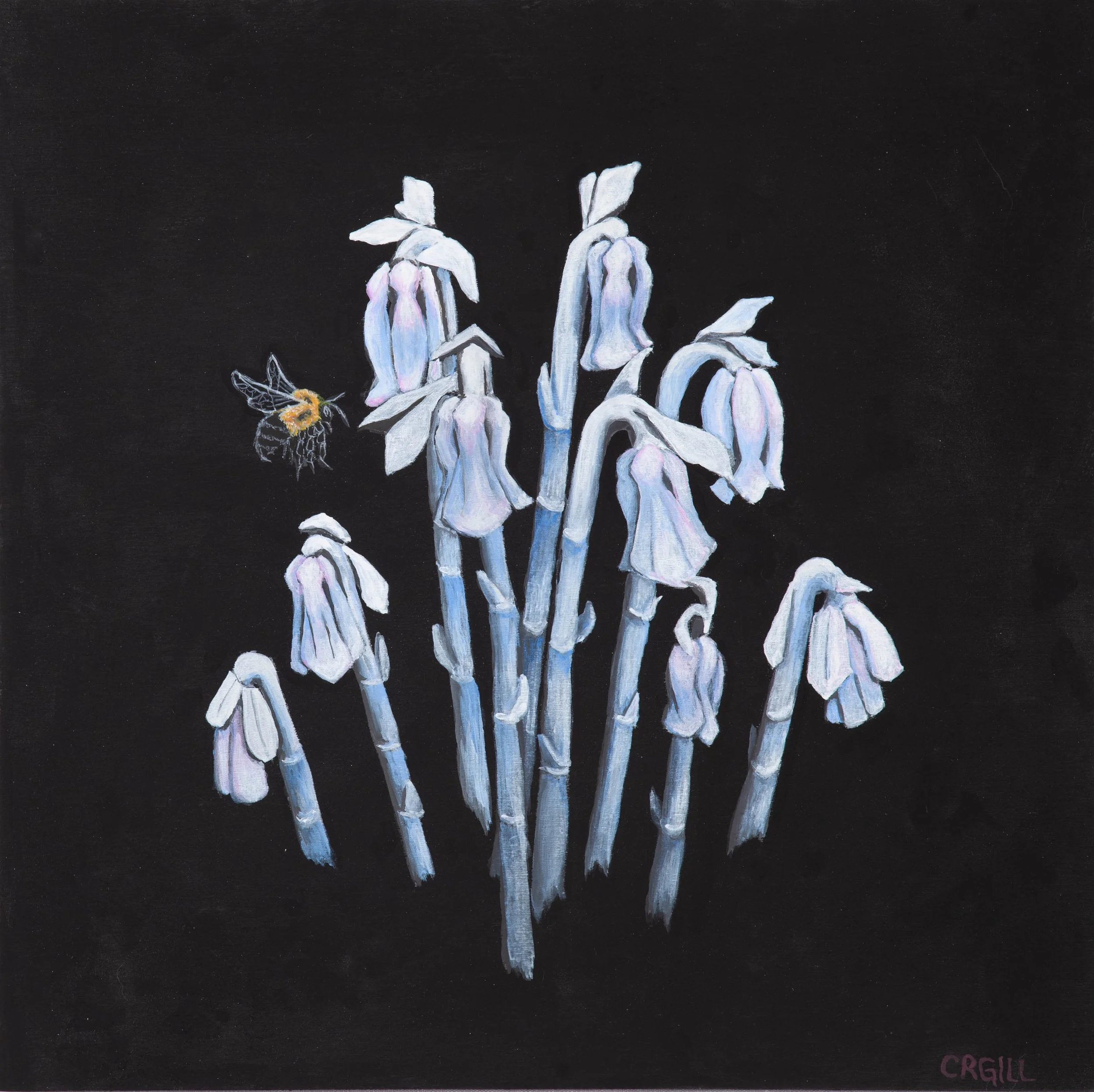 A cluster of ghost pipes growing from a black background. A bee investigates.
