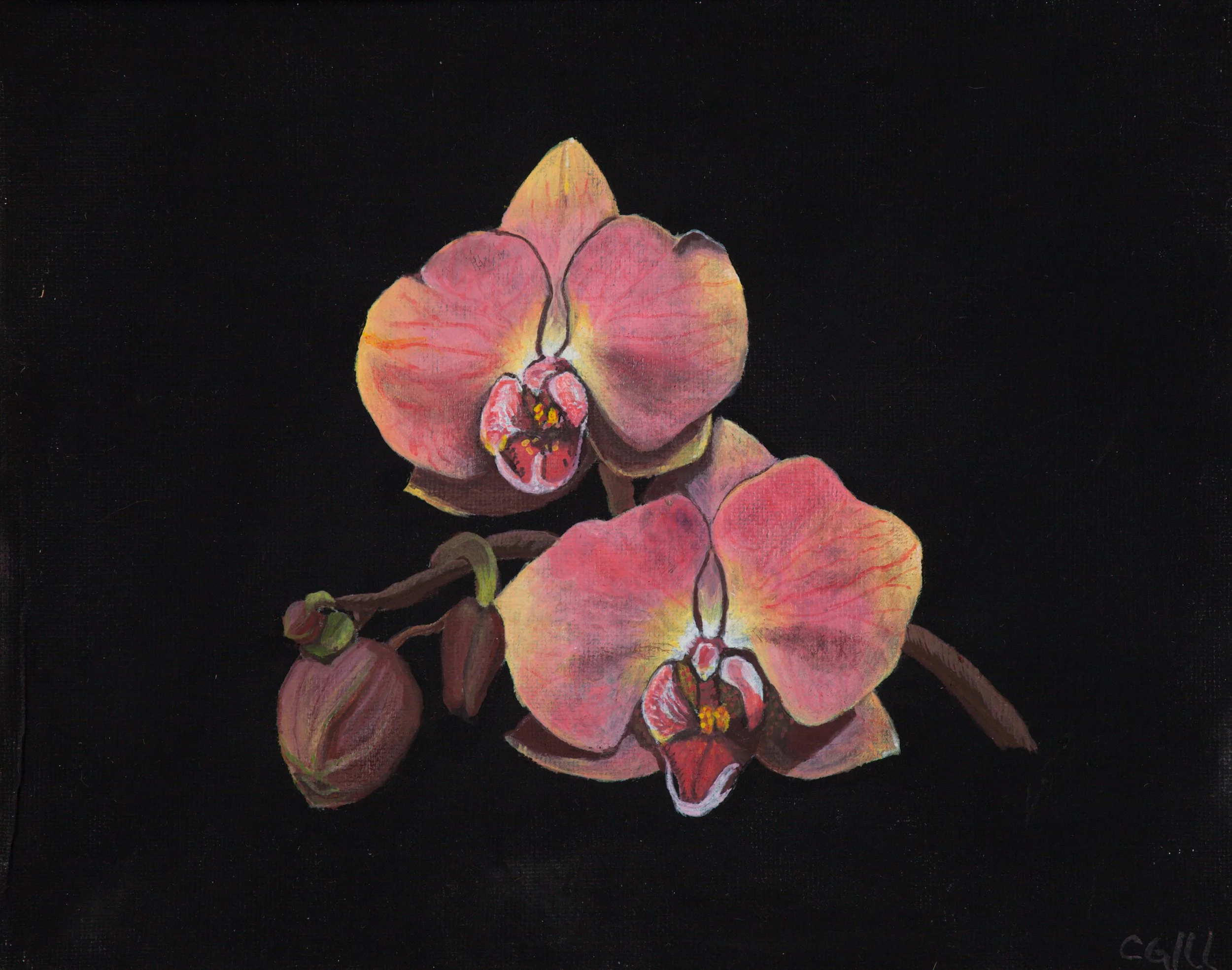 Colorful orchids in a triangle with a bunch of buds. The orchids are orange, peach and pink.