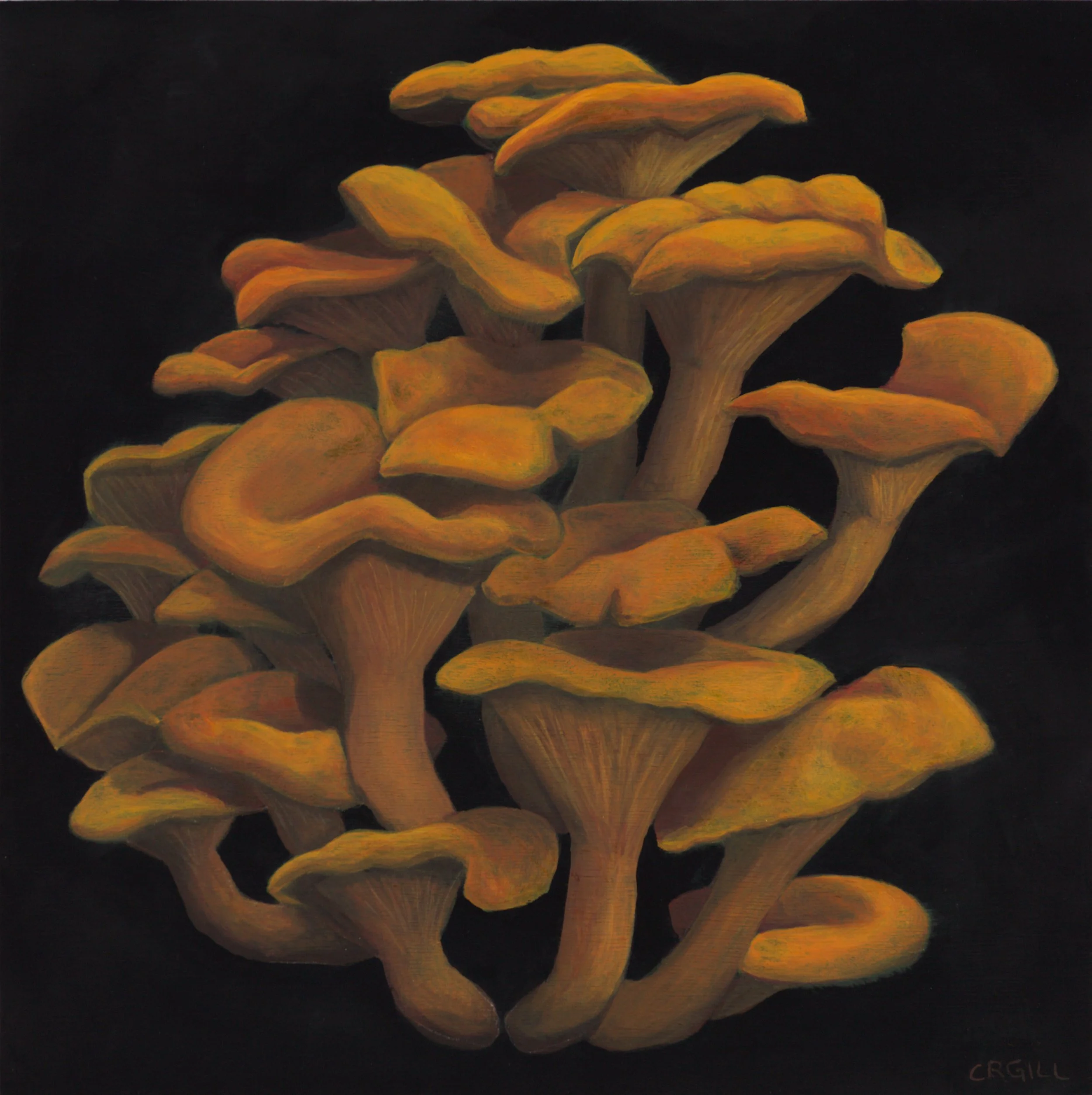 A large cluster of bright orange mushrooms on a black background.