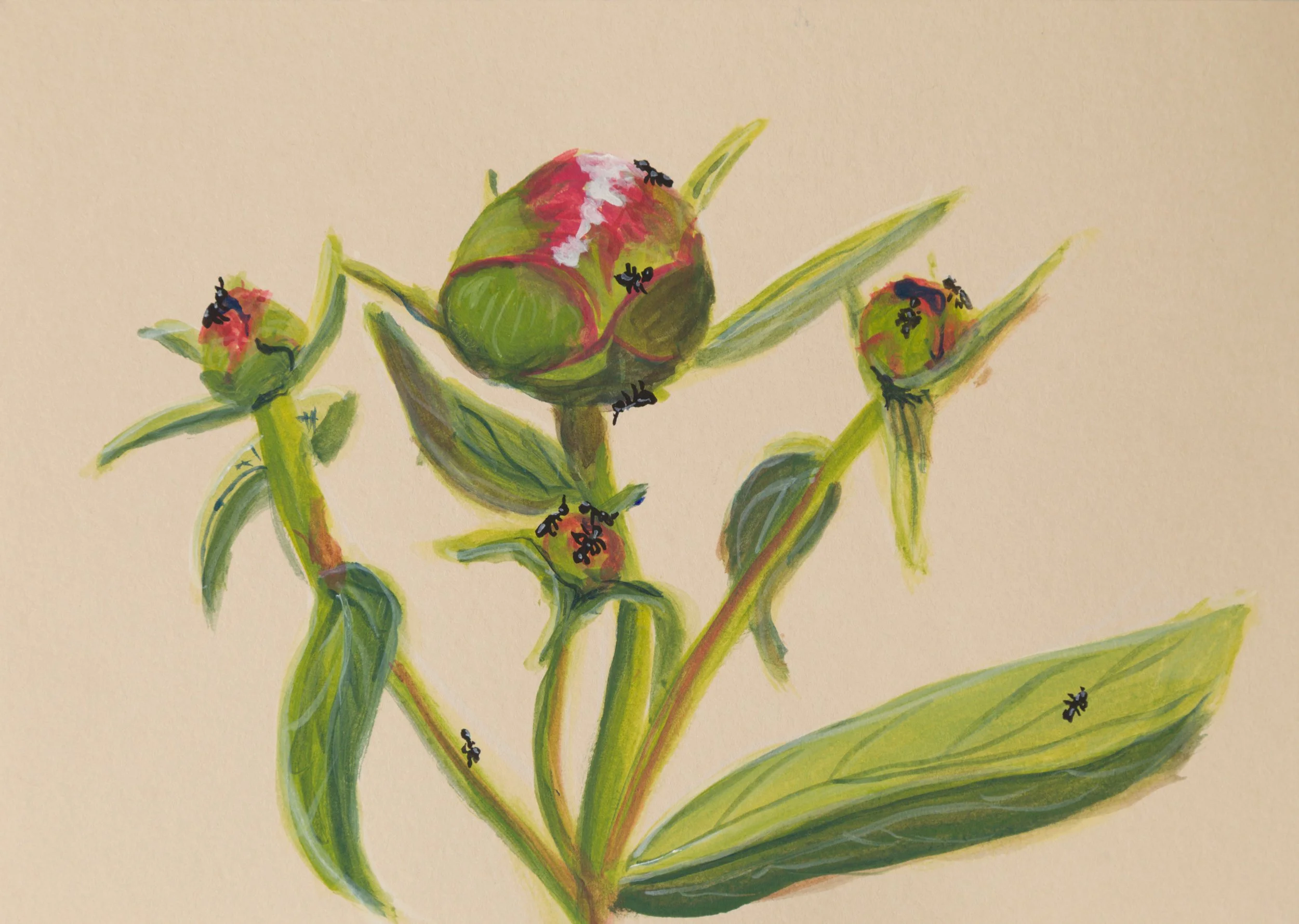 Ants crawling all over a sprig of unopened peony buds.