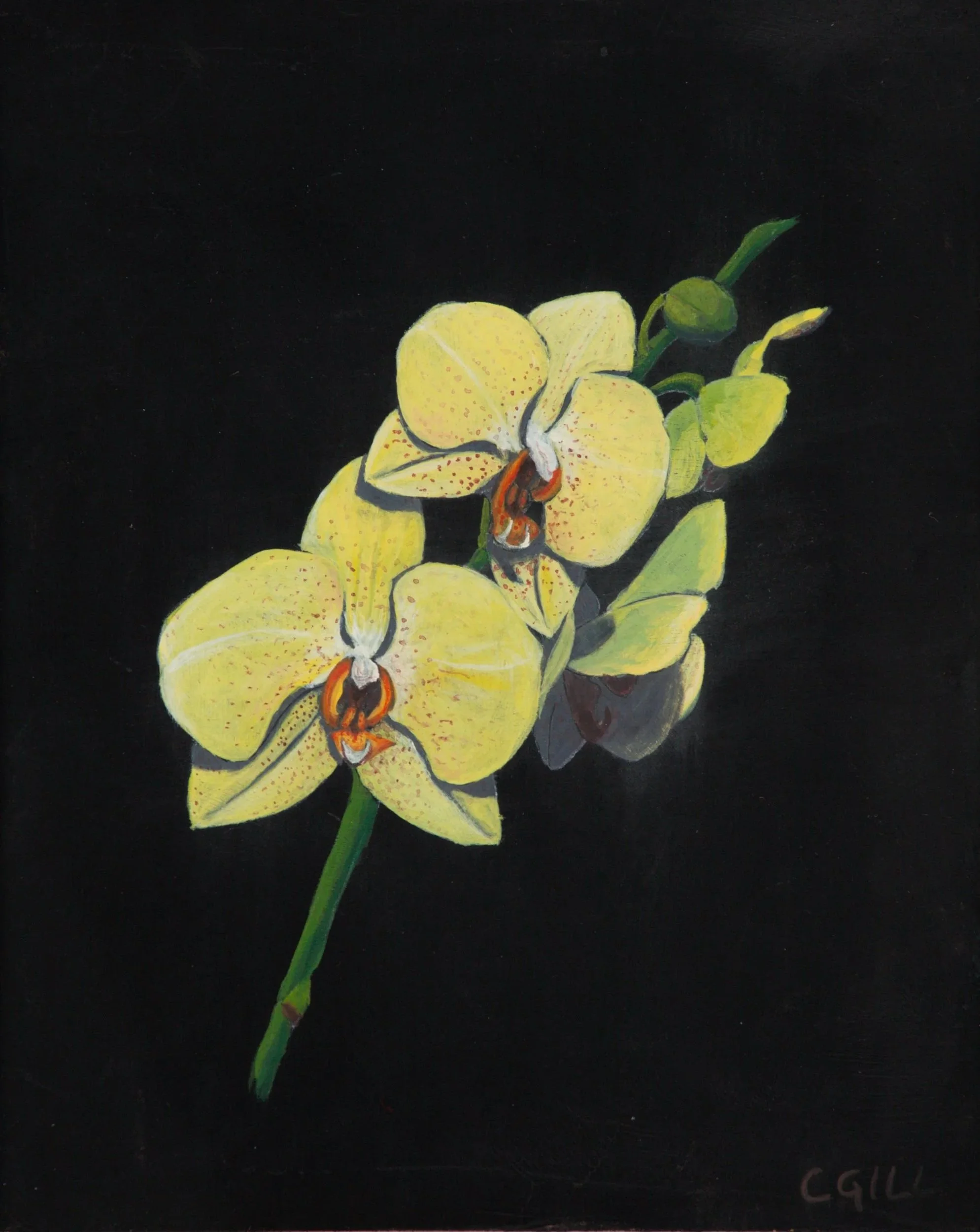 A stem of yellow orchids and buds on a black background.