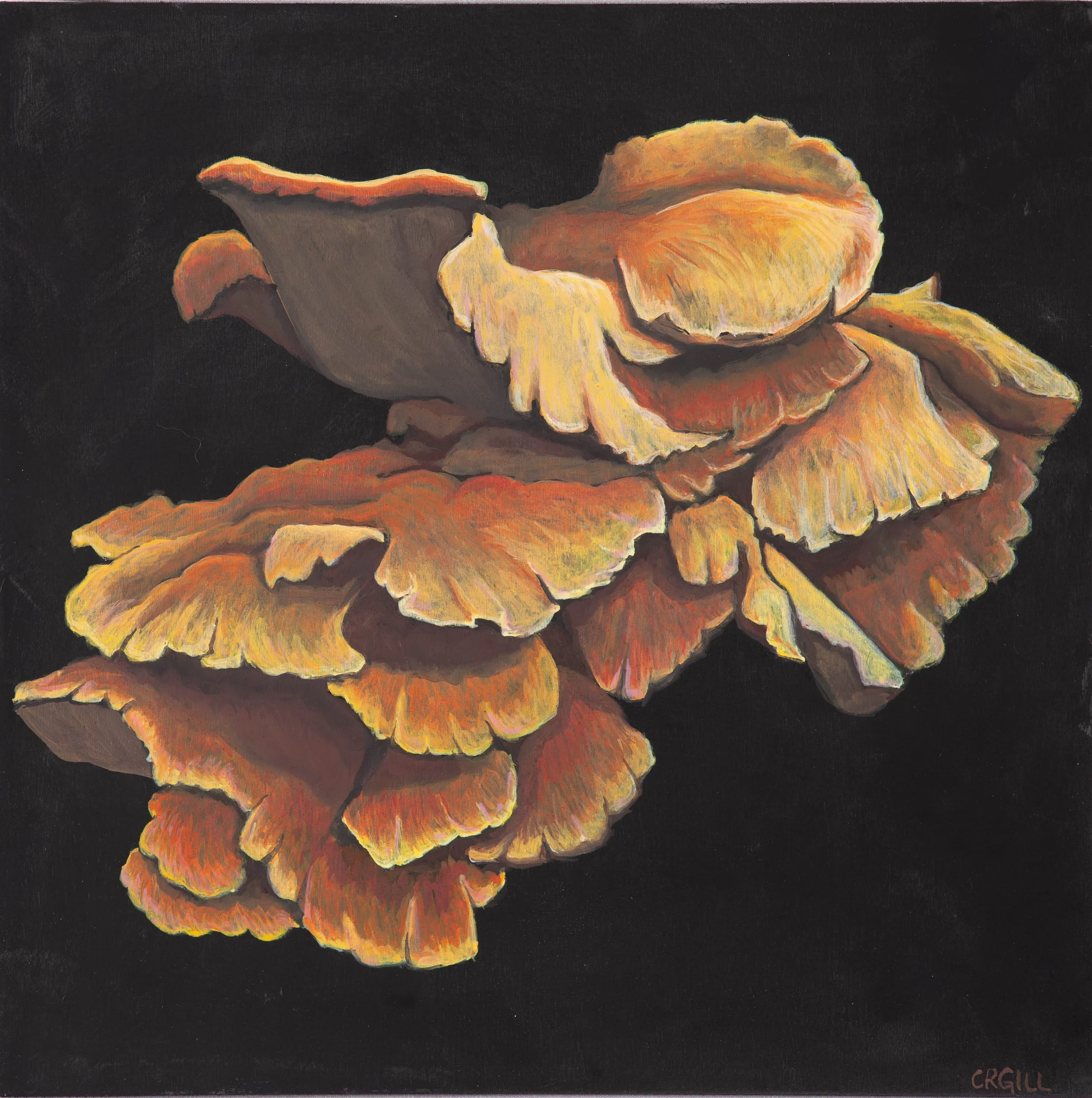 A cluster of orange and yellow chicken of the woods polypores.