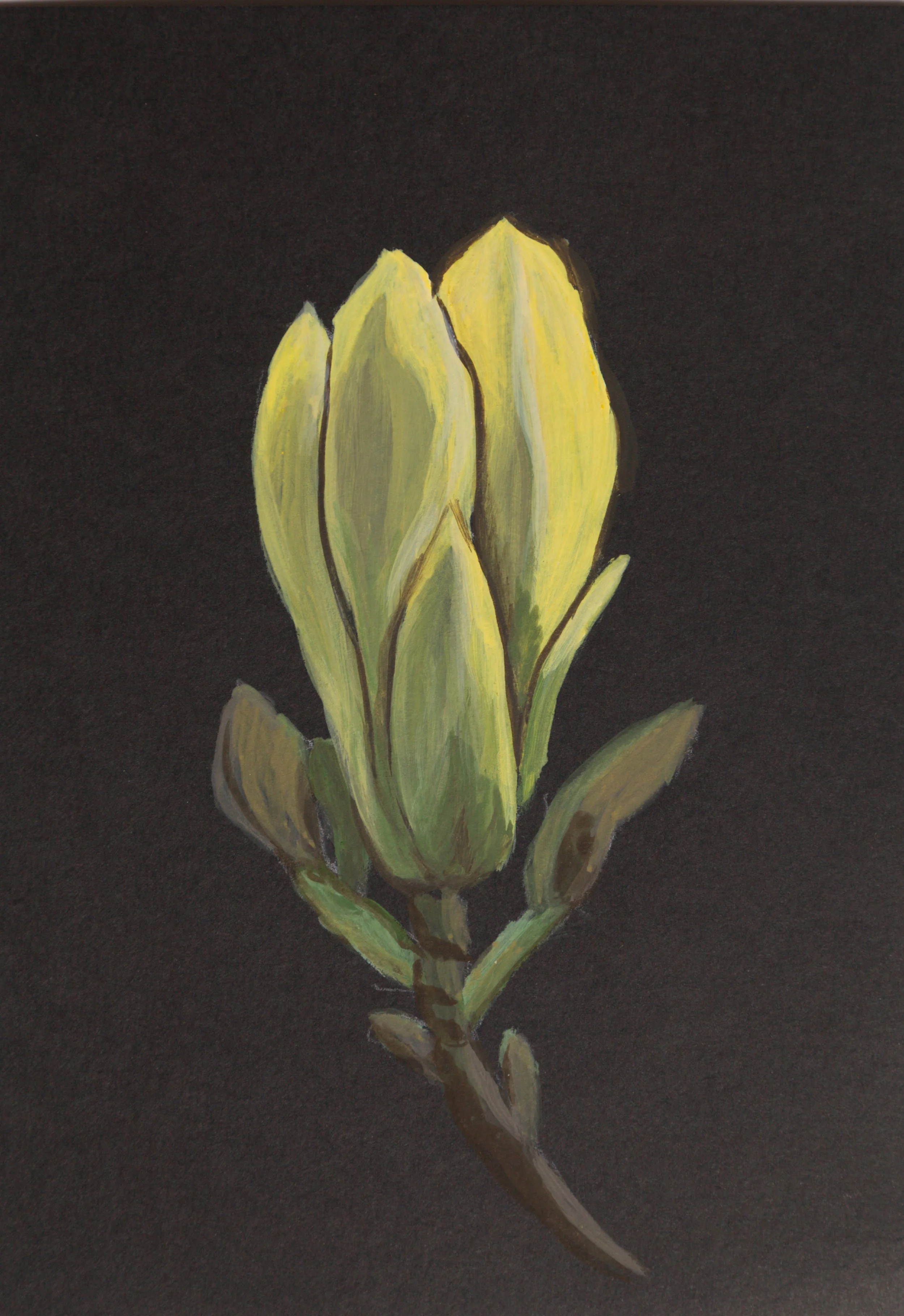 A yellow magnolia against a black background.