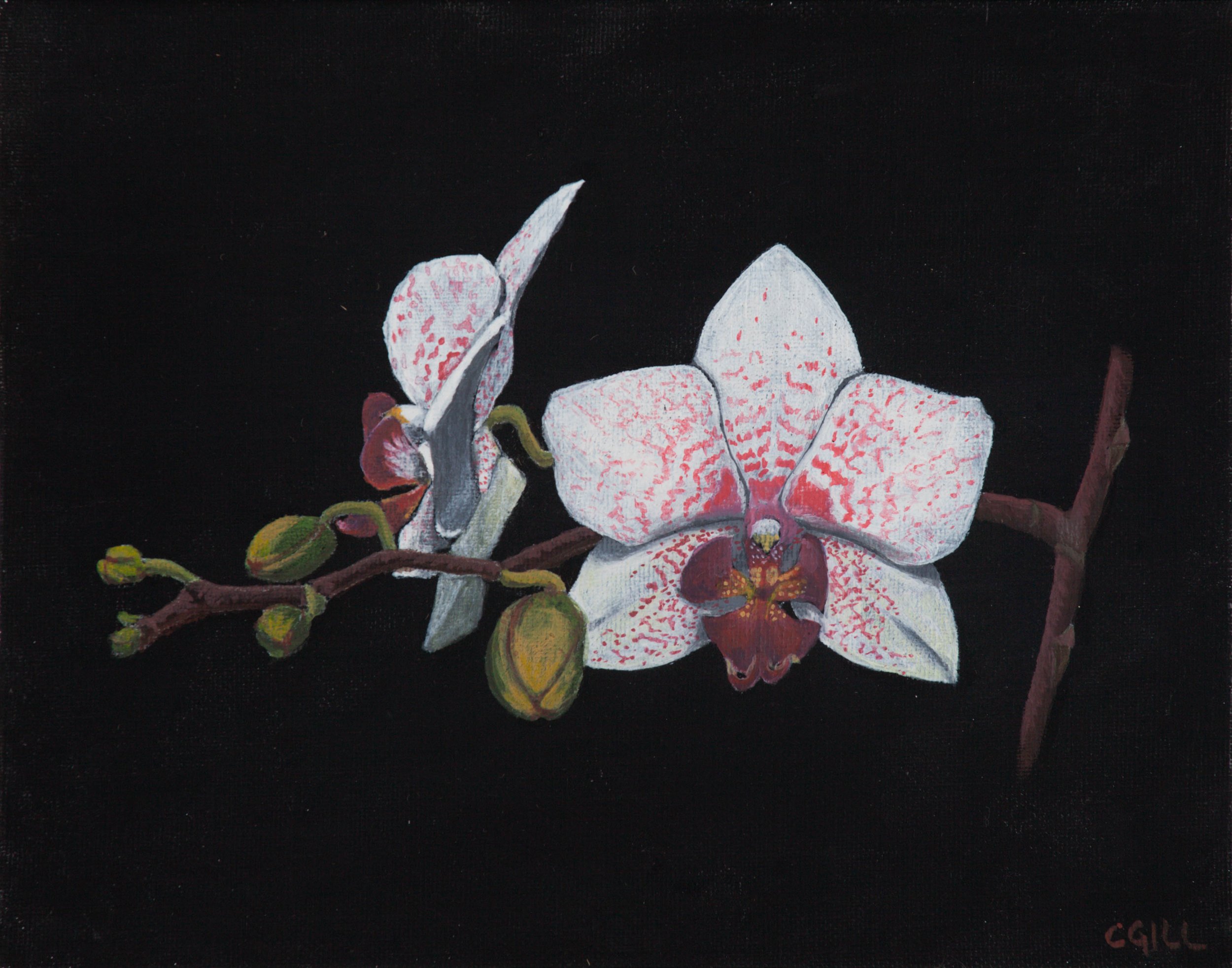 A stem of white orchids with pink markings.