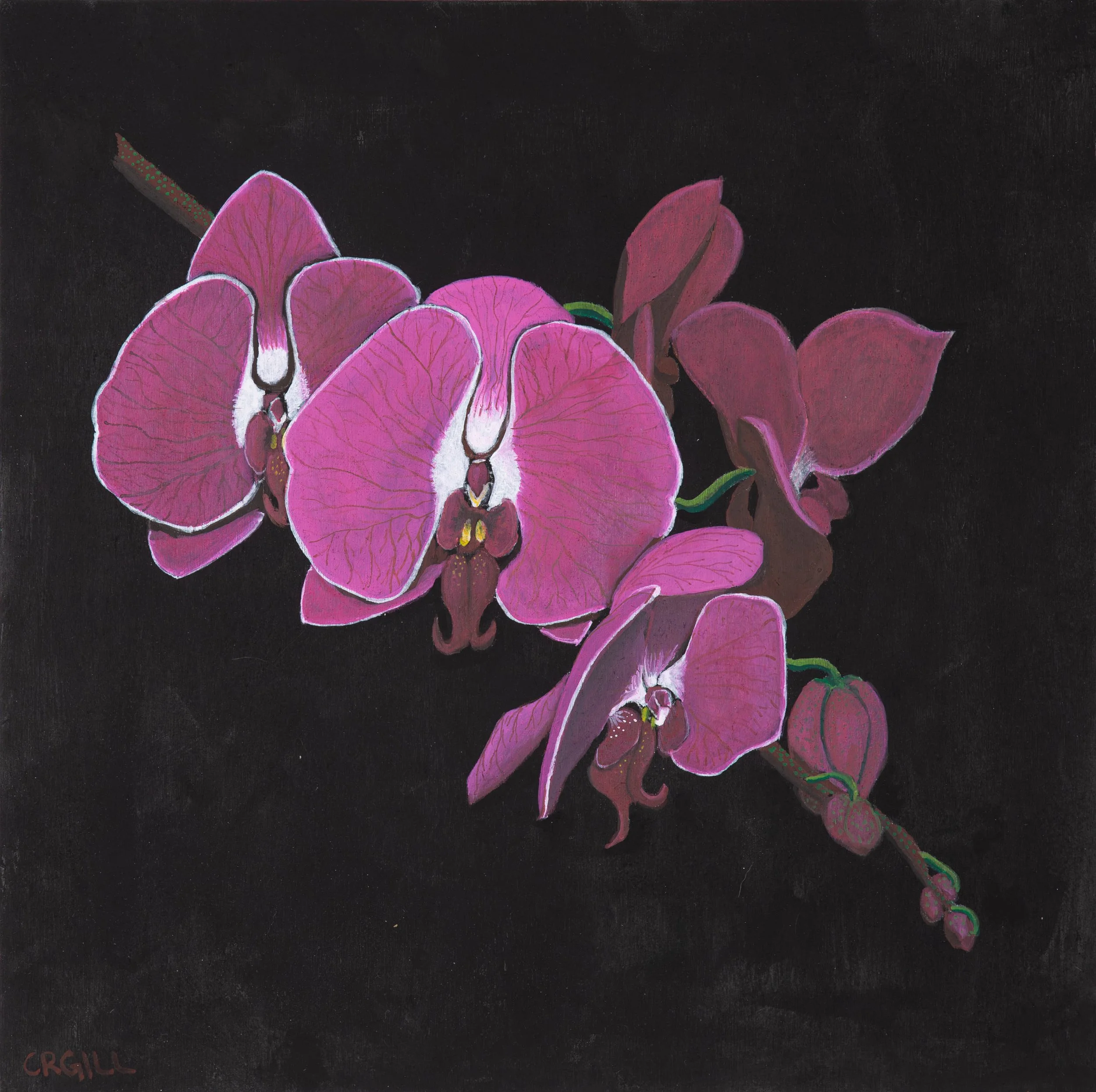 A cascade of magenta orchids with white markings and buds on a black background.