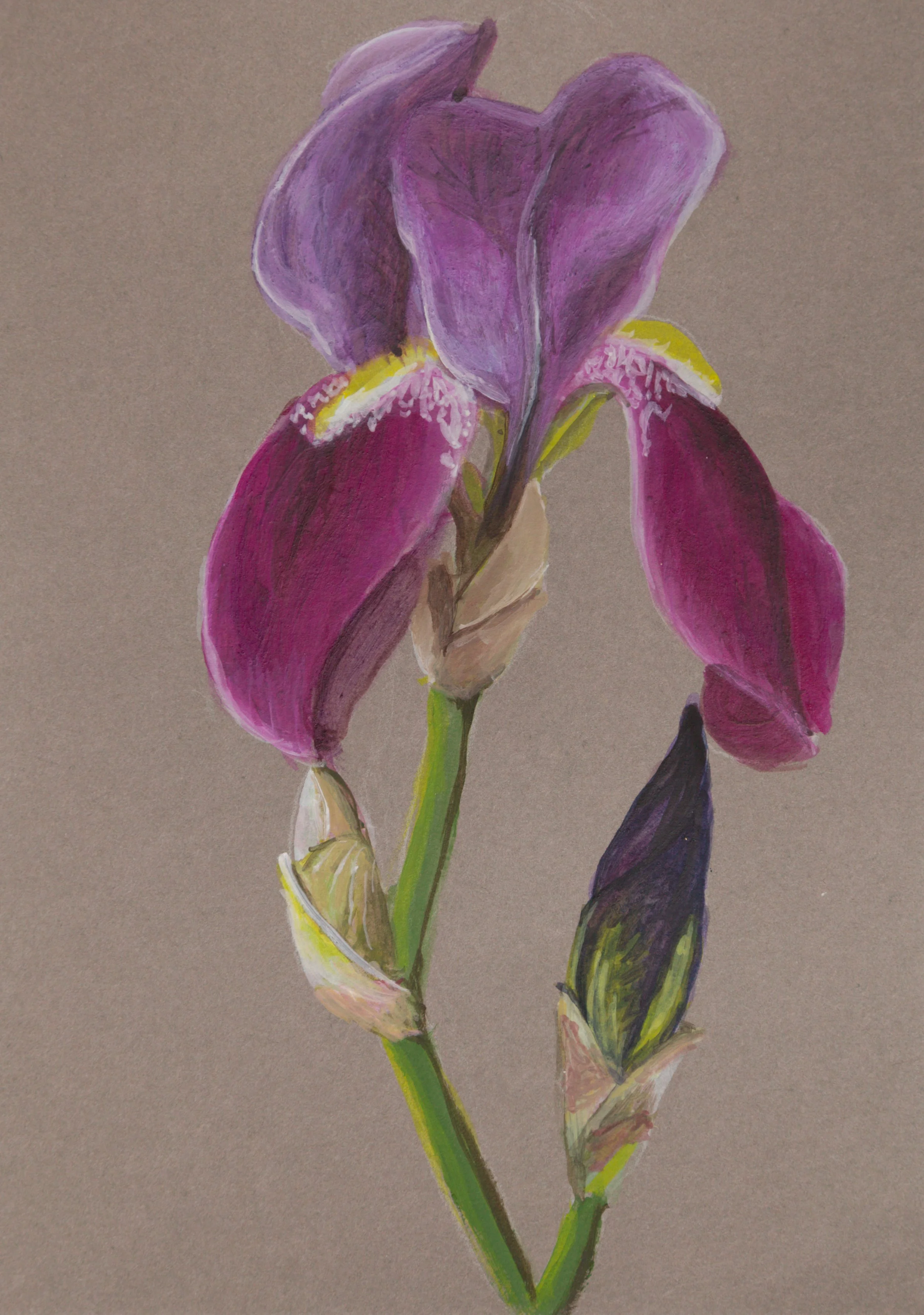 A single purple bearded iris flower with two buds.