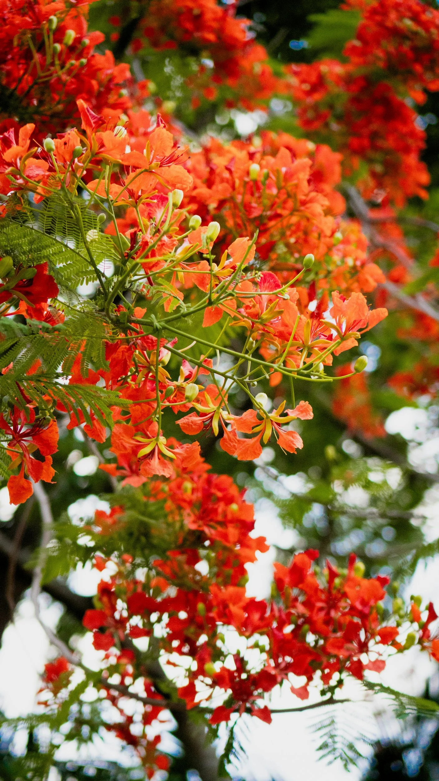 Close up of leaves and flowers on a Royal Poinciana Tree
