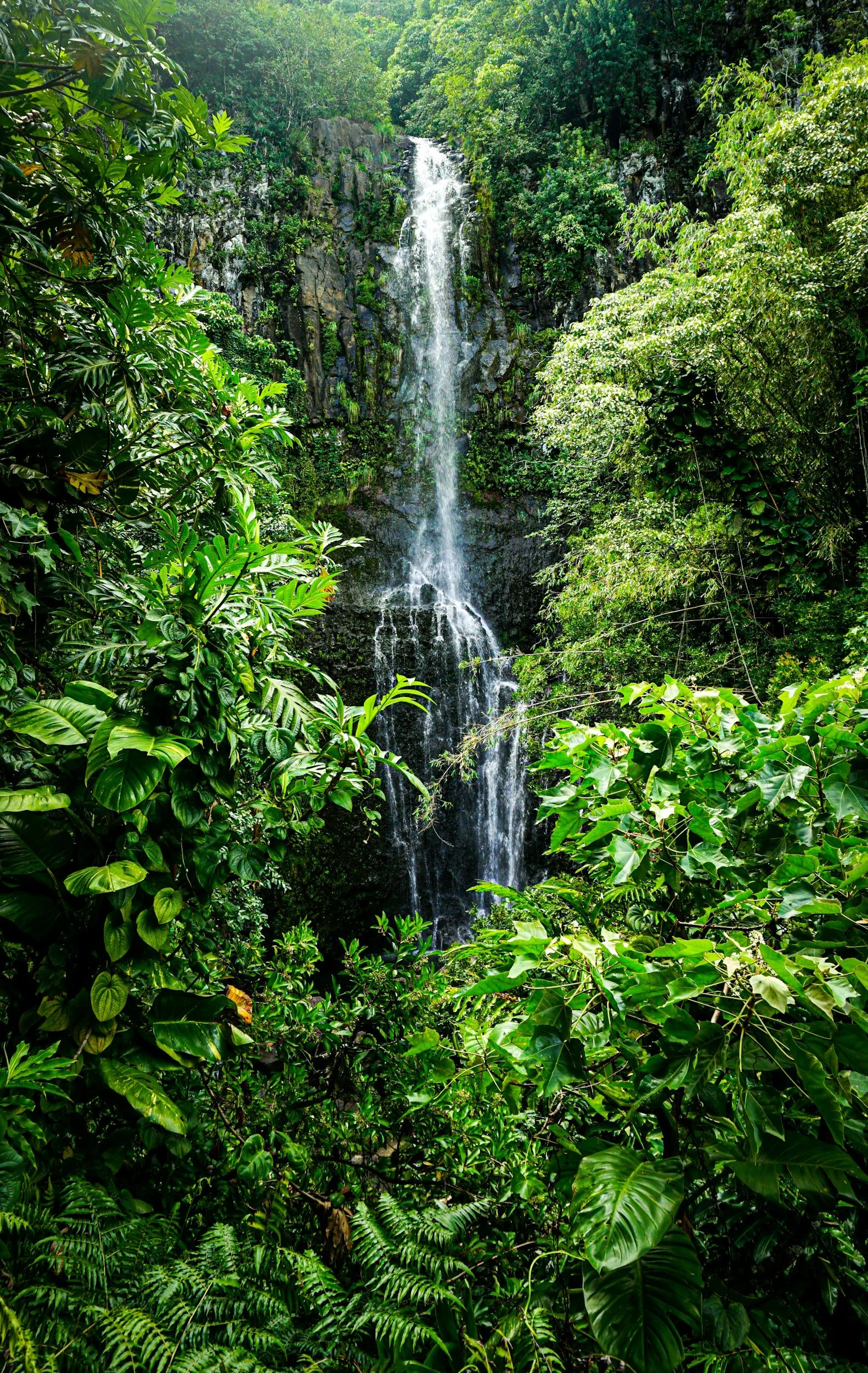 Waterfall in lush jungle