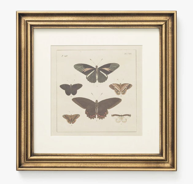 butterfly collage.PNG