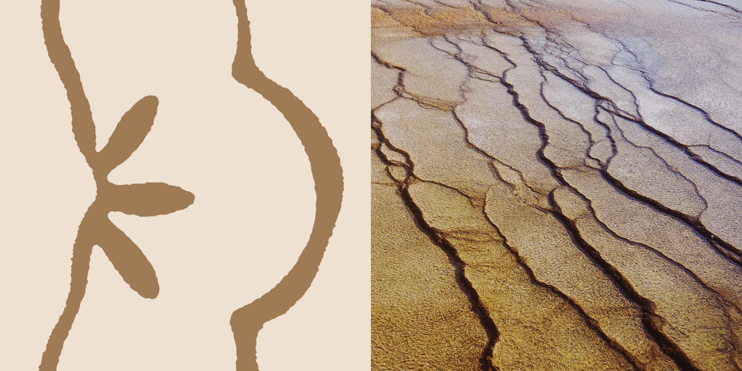 White Organics_logo 1.jpg