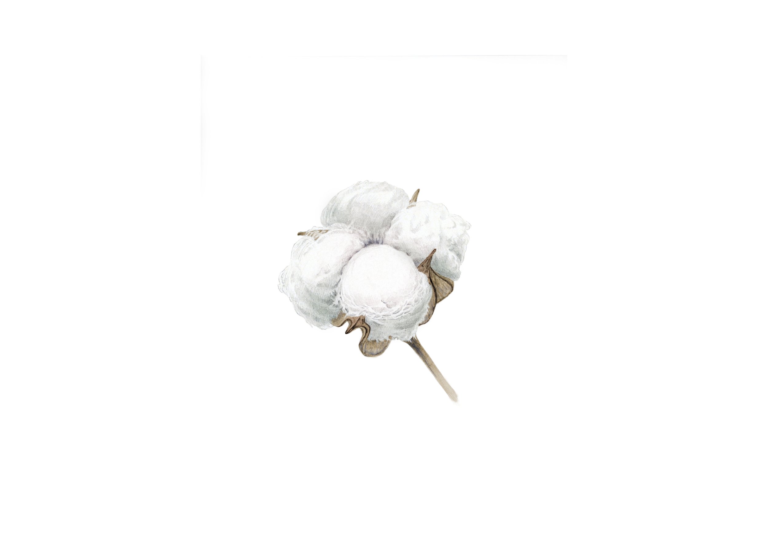 cover_cotton flower.jpg