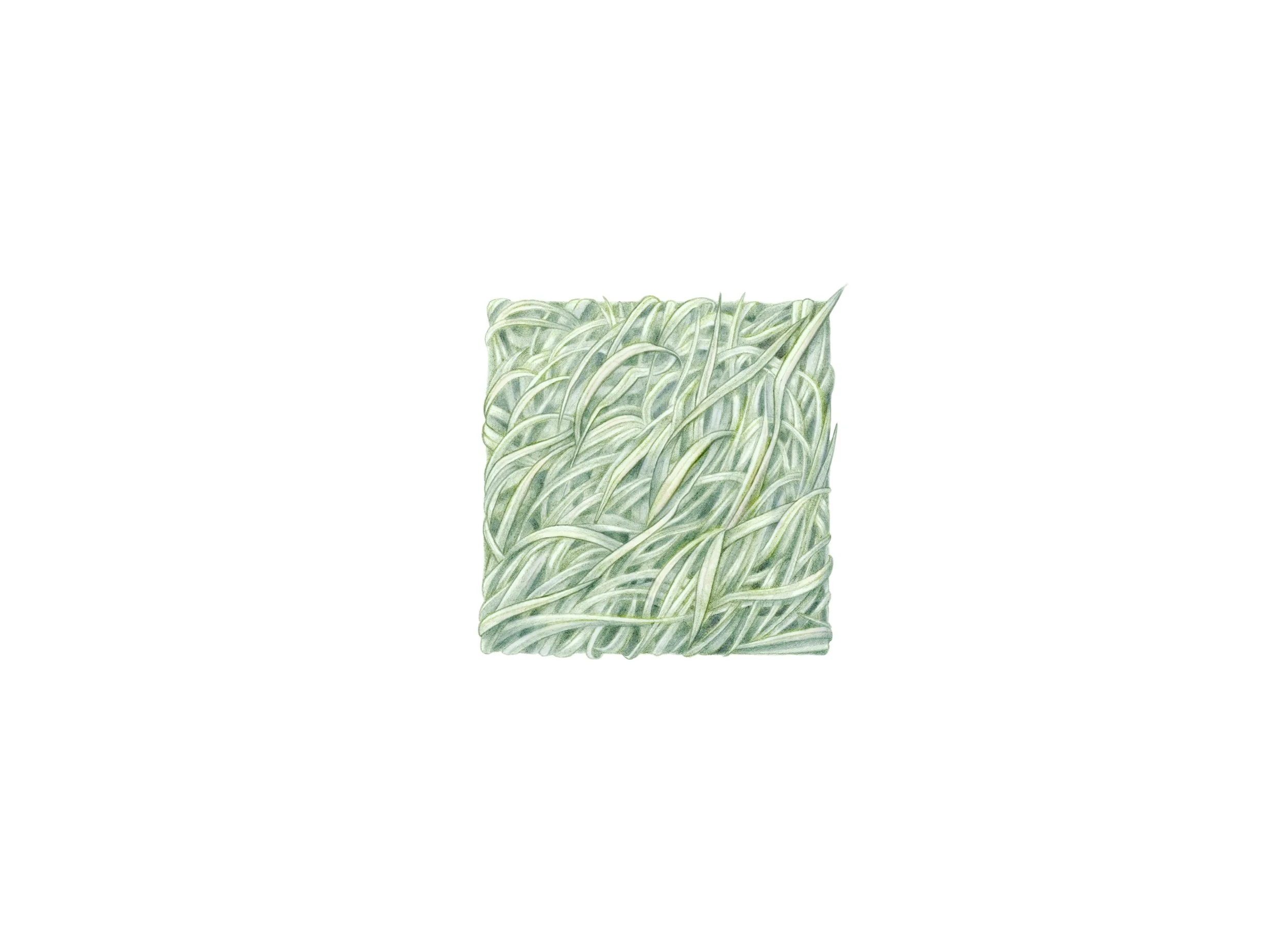 P&S_Noiaa_grass.jpg