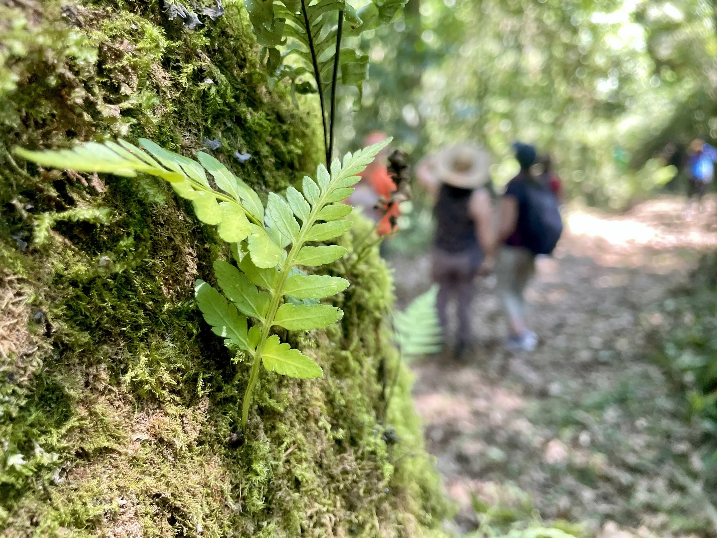 WEB-2025 WiNN MEXICO-CLOUD FOREST HUATUSCO_8952.jpg