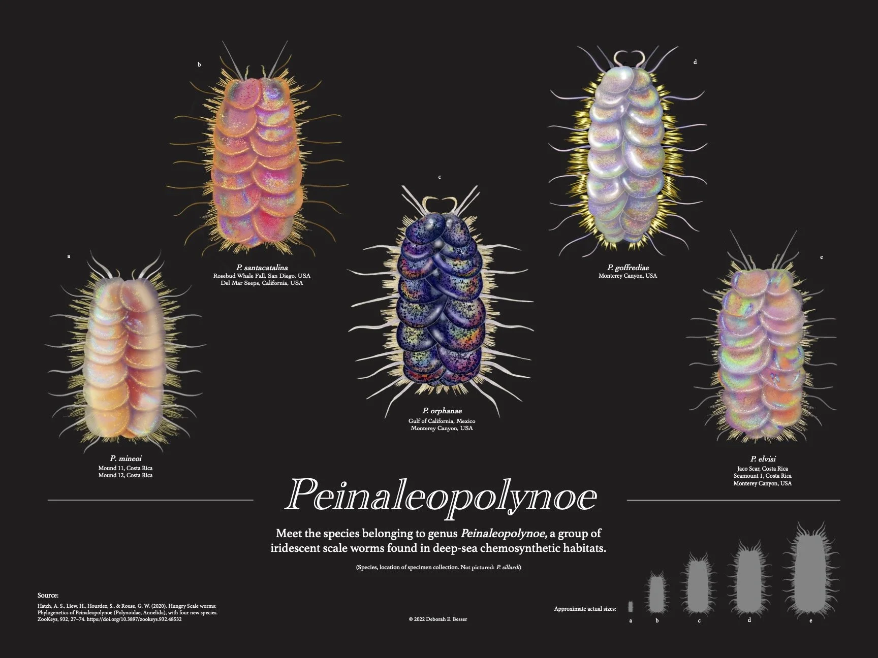 scale worms print ready.jpg